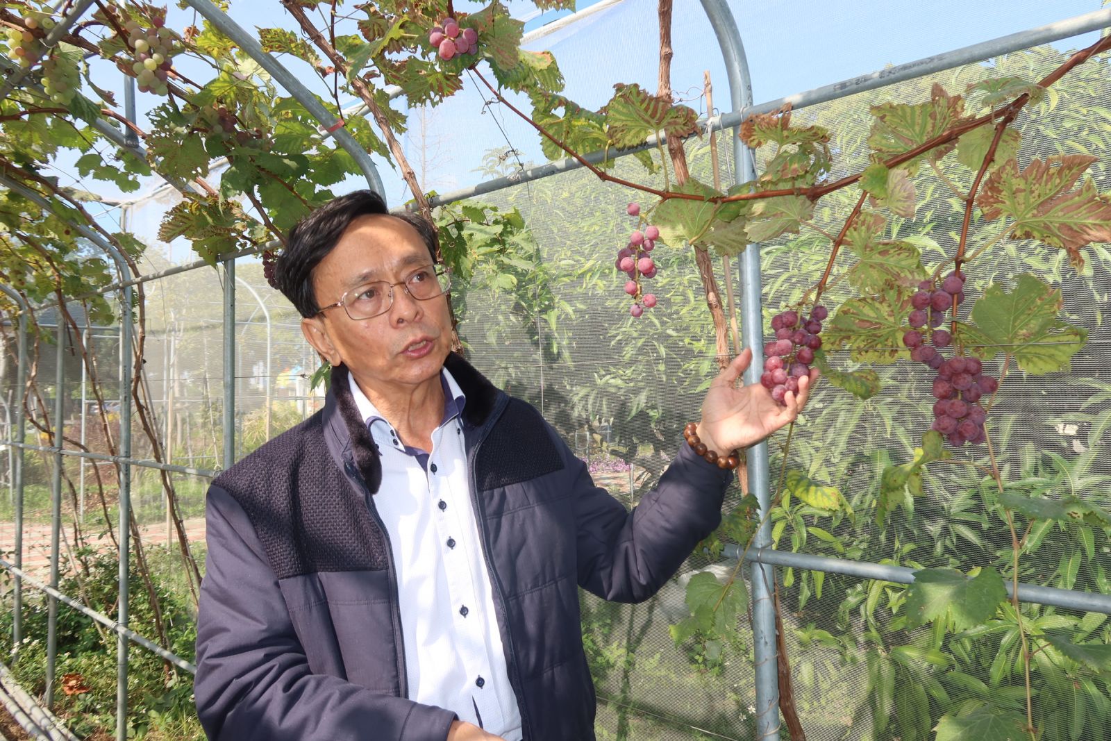 影／拍照打卡熱點　埔心鄉農會蜜紅葡萄隧道 - https://www.watchmedia01.com