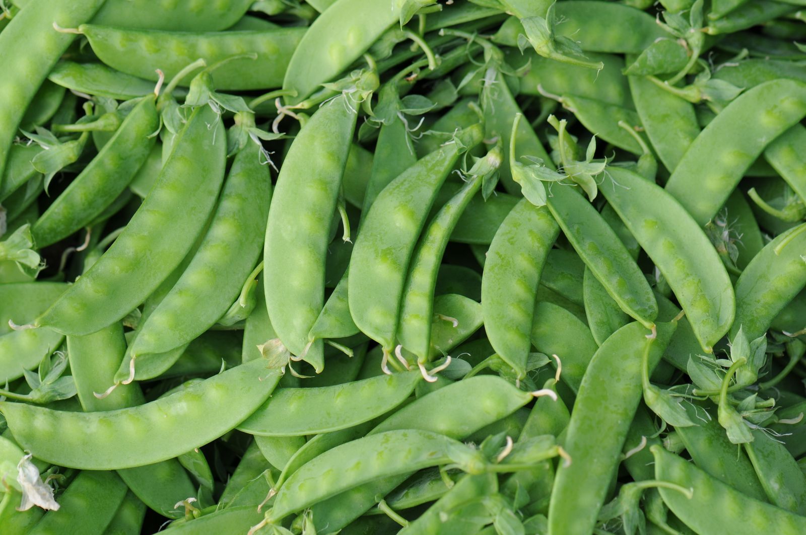 影／豌豆安全「掛保証」！　豌豆的「新冠肺炎」硫磺溶液能治 - https://www.watchmedia01.com