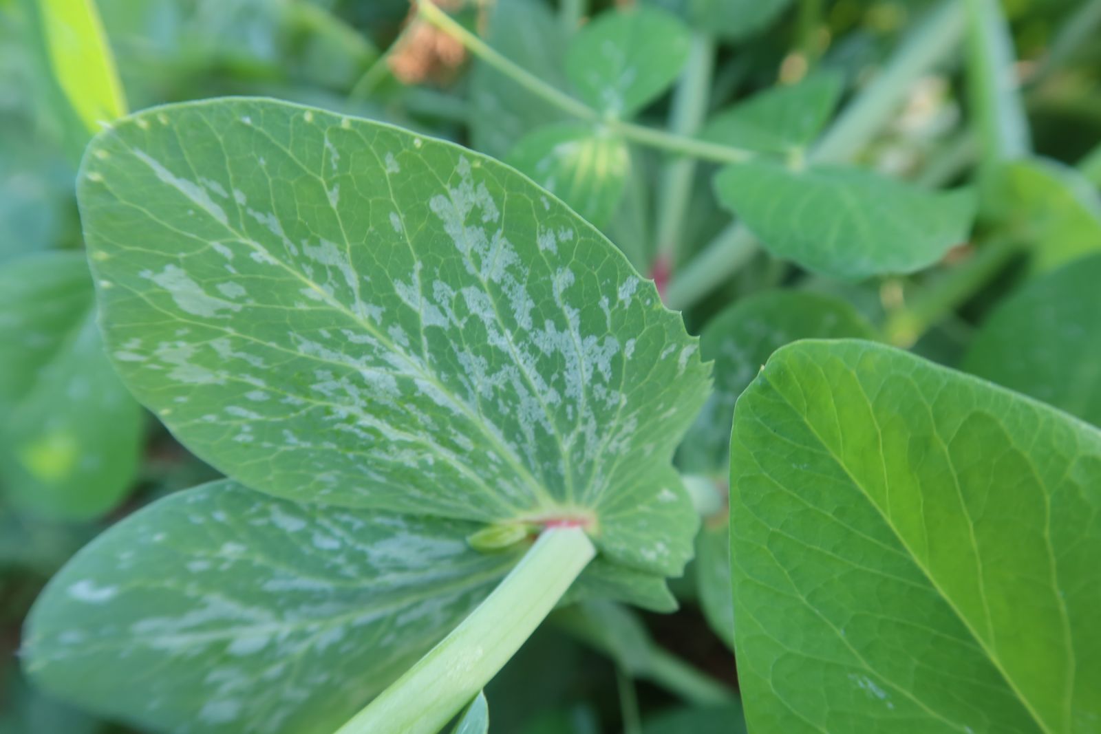 影／豌豆安全「掛保証」！　豌豆的「新冠肺炎」硫磺溶液能治 - https://www.watchmedia01.com