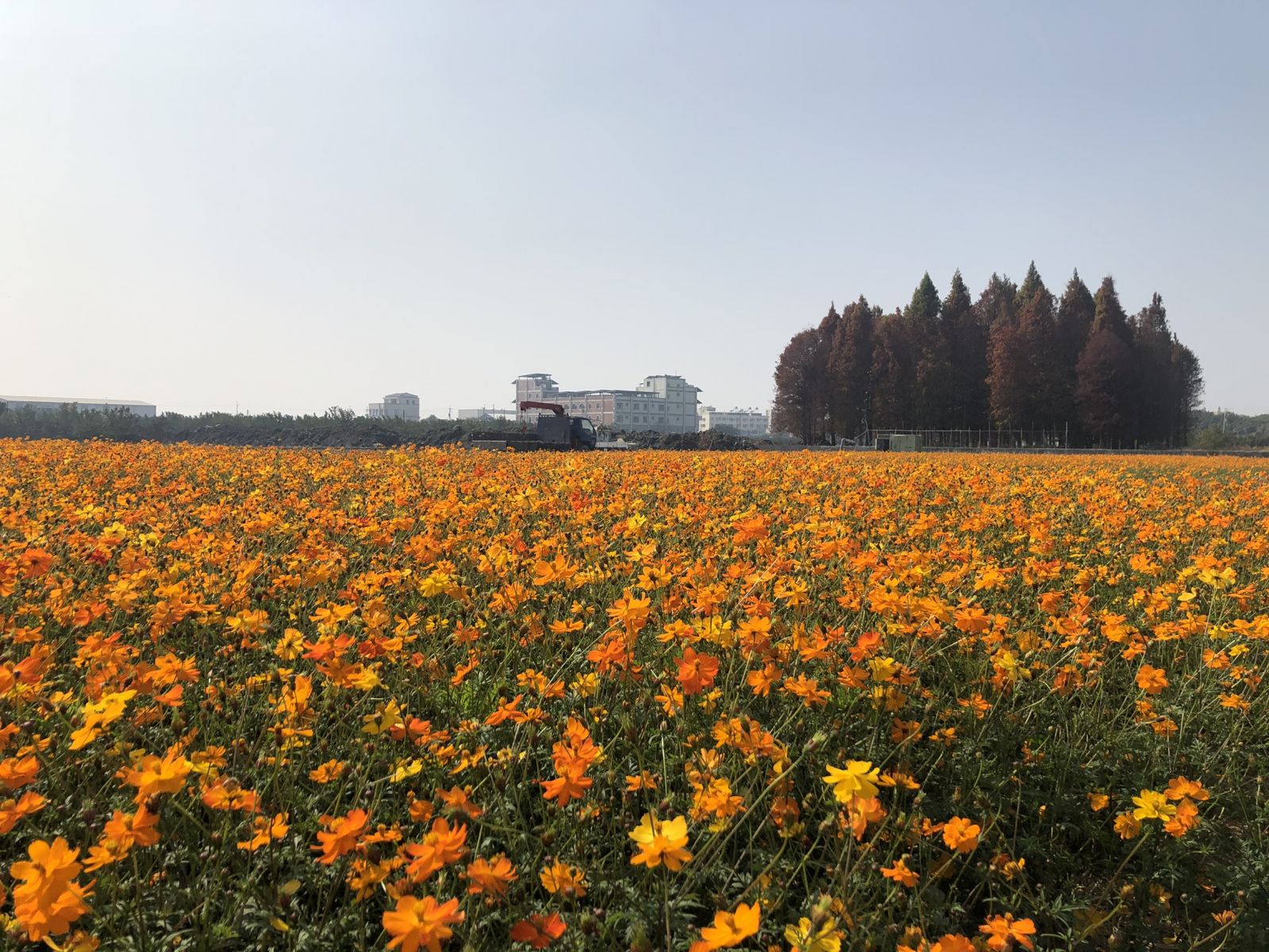 影／秘境！員林市蜀葵花田變身浪漫橘紅色波斯菊花海 - https://www.watchmedia01.com