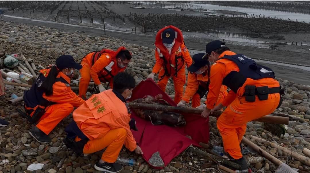 影／全球僅存千隻　瀕絕保育江豚陳屍芳苑新寶海岸 - https://www.watchmedia01.com
