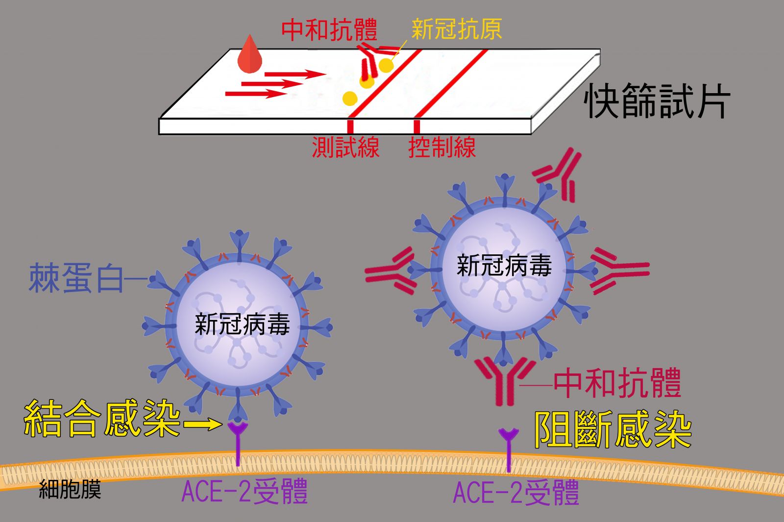 清大研發快篩試片 一滴血判讀新冠疫苗是否有效 - https://www.watchmedia01.com