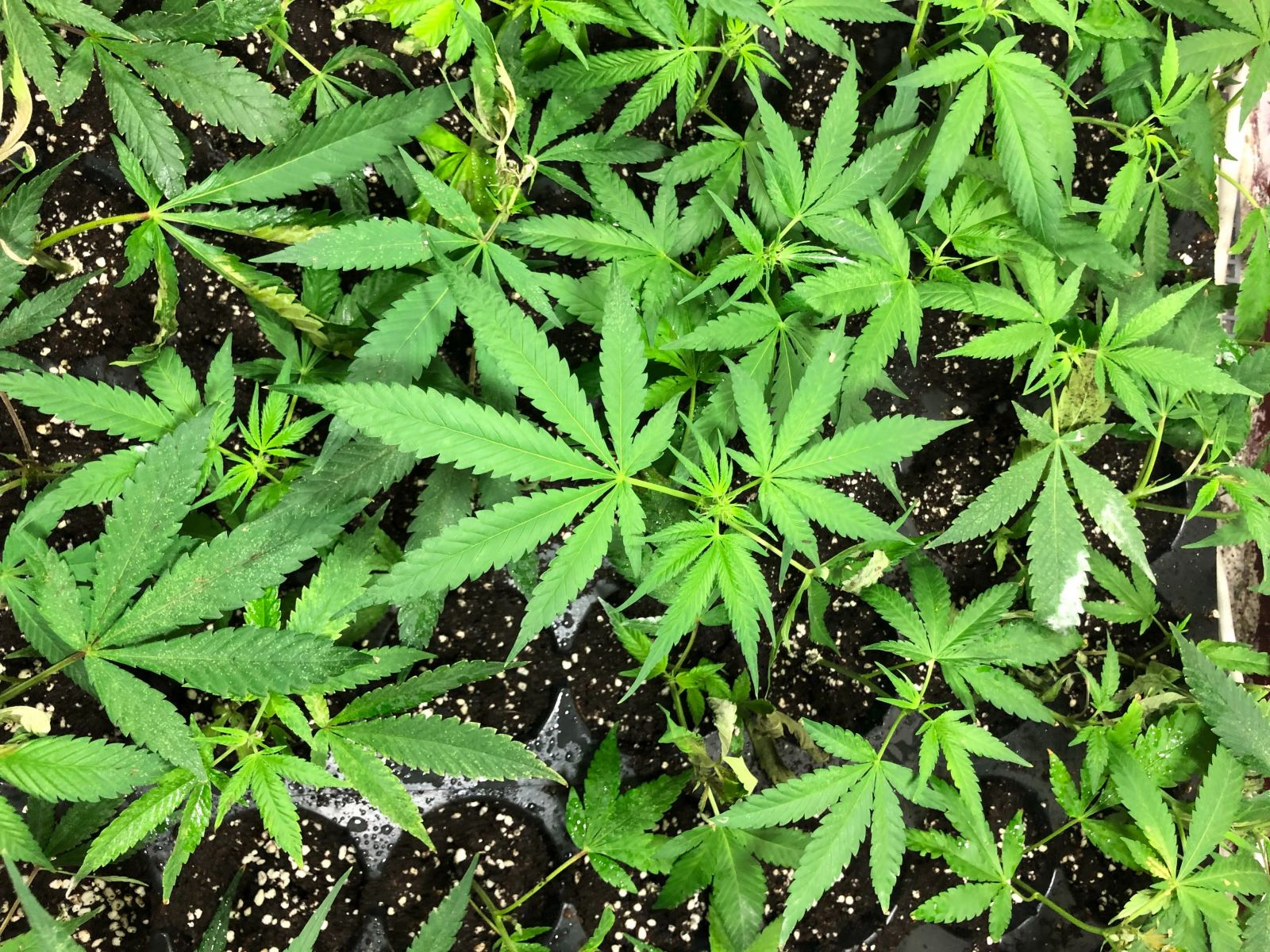 八年級生承租數棟民宅栽種大麻　竊電露了餡 - https://www.watchmedia01.com