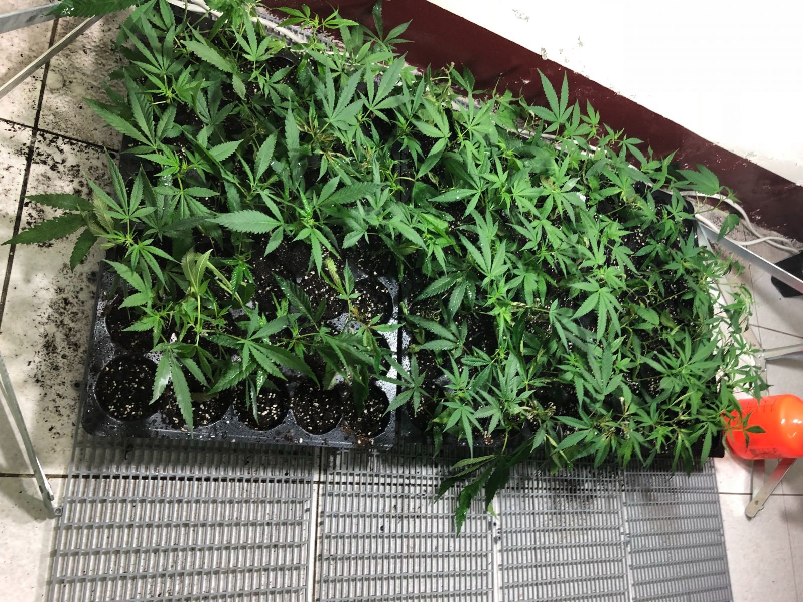 八年級生承租數棟民宅栽種大麻　竊電露了餡 - https://www.watchmedia01.com