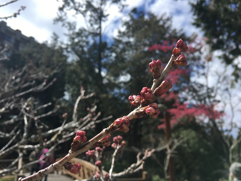 阿里山花季將自3月10日到4月10日登場 - https://www.watchmedia01.com