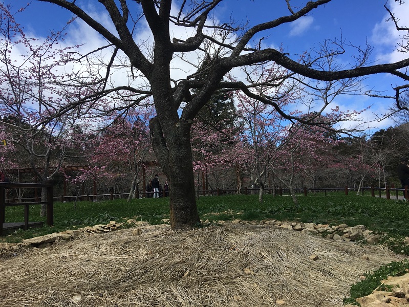 阿里山花季將自3月10日到4月10日登場 - https://www.watchmedia01.com