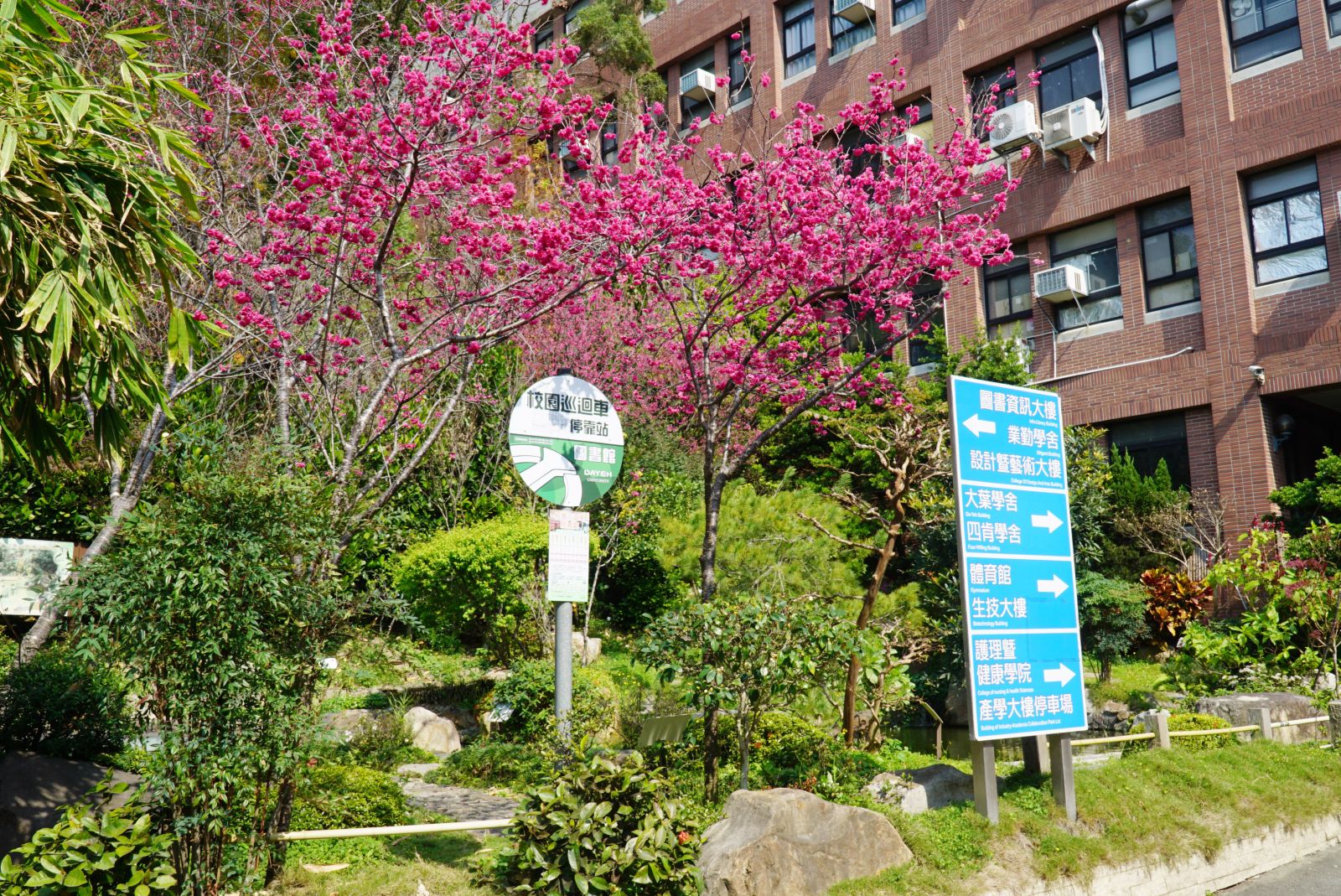 春暖花開偽出國　中部賞櫻秘境大葉大學櫻花綻放　 - https://www.watchmedia01.com