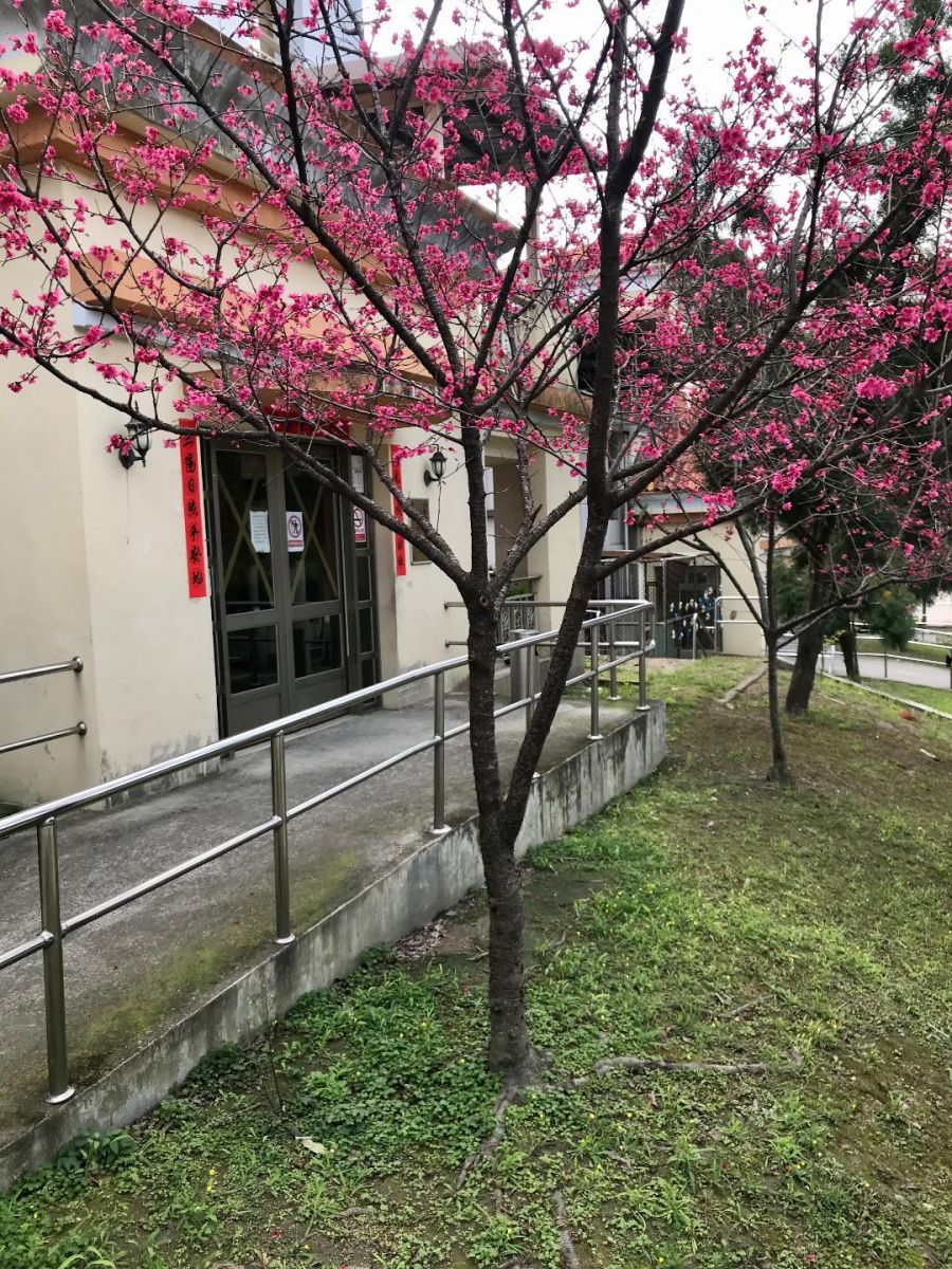 老兵精神　彰化榮家紅粉櫻花美景　幸福迎初春 - https://www.watchmedia01.com