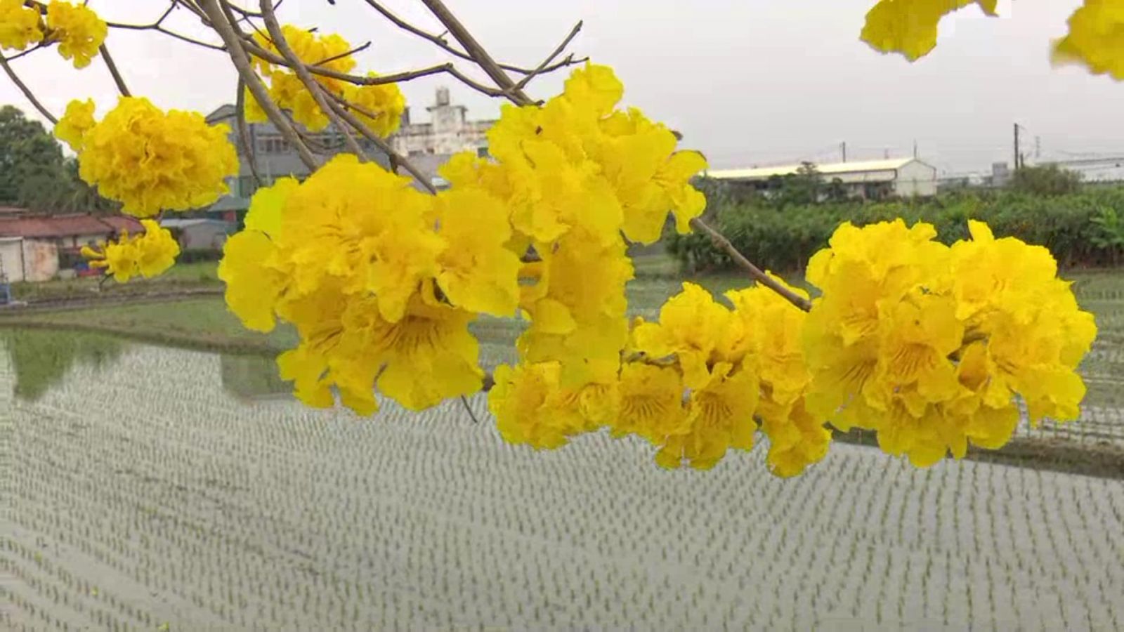 影／芬園黃花風鈴木花季大遲到　雨不順惹的禍 - https://www.watchmedia01.com