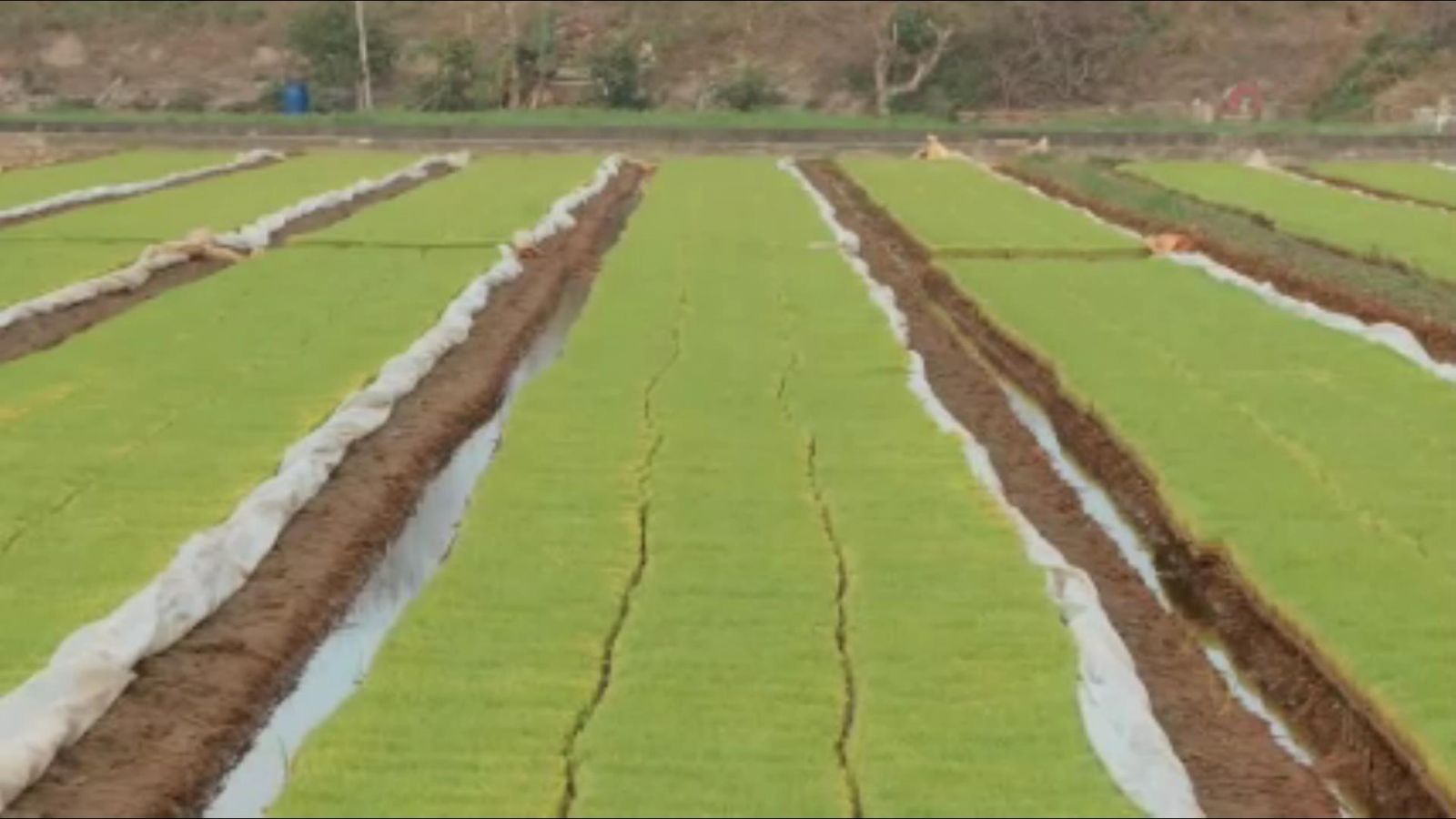 影／天不下雨　七萬公頃農地被迫休耕秧苗供應穩定 - https://www.watchmedia01.com