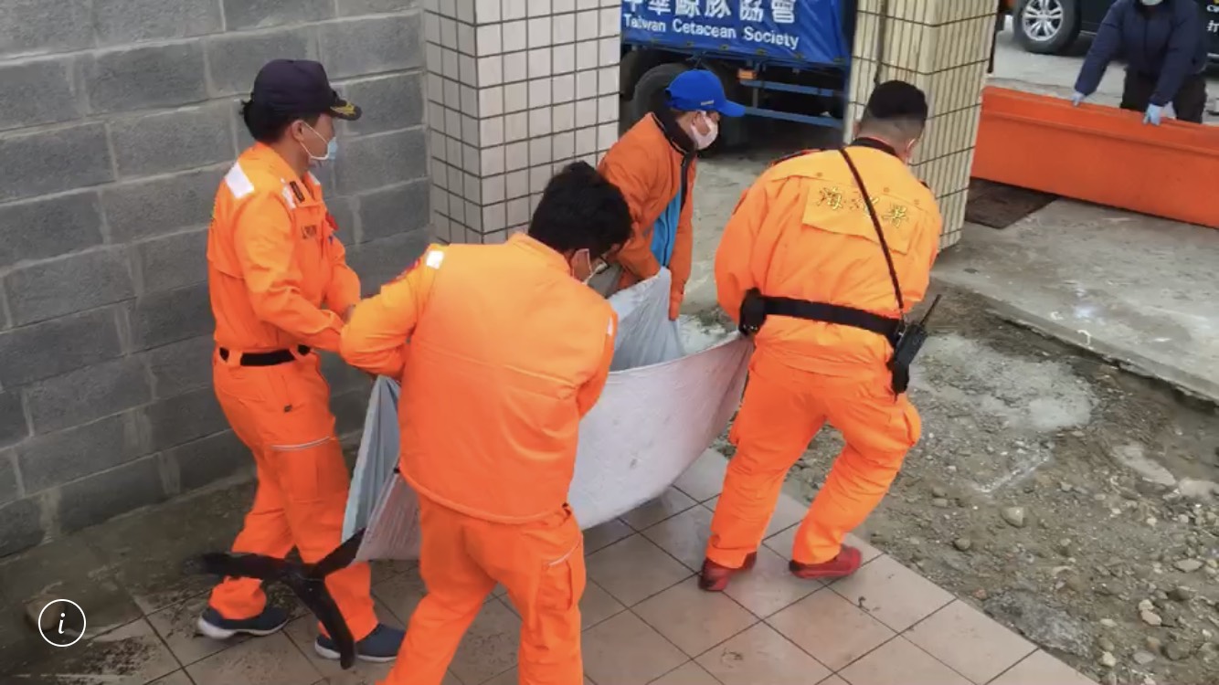 影／首見真海豚！海巡發現已無氣息協處搬運處置 - https://www.watchmedia01.com