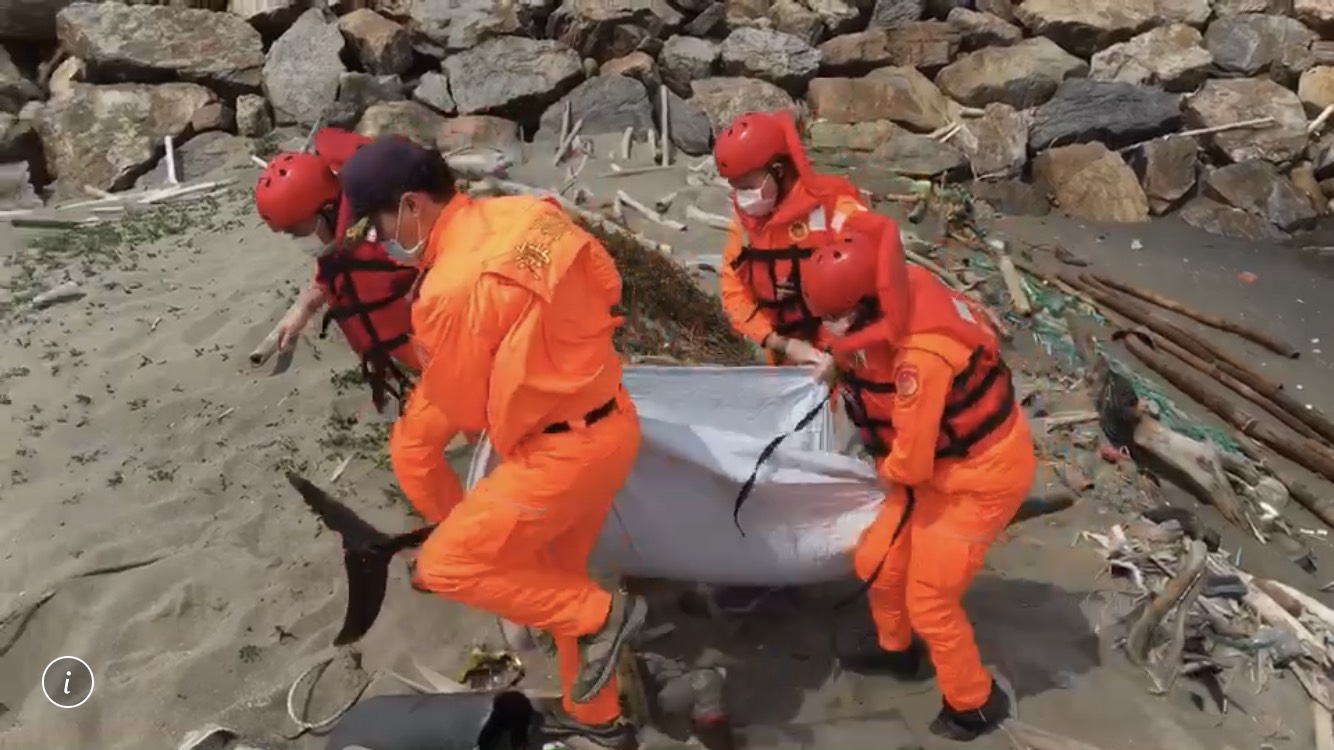 影／首見真海豚！海巡發現已無氣息協處搬運處置 - https://www.watchmedia01.com