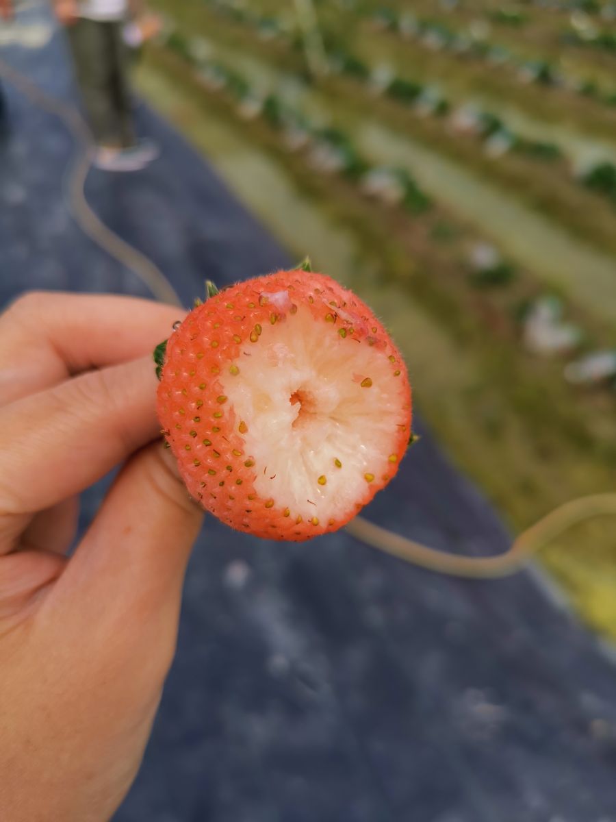 影／採白草莓不必遠赴日本　大村鄉體驗採草莓「趣」 - https://www.watchmedia01.com