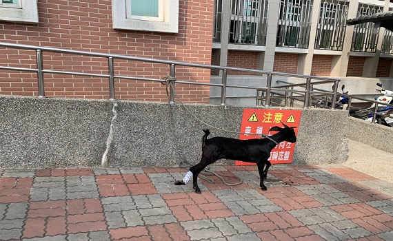 迷途羔羊逛大街險象環生 警民圍捕救險飼主遭罰 - https://www.watchmedia01.com