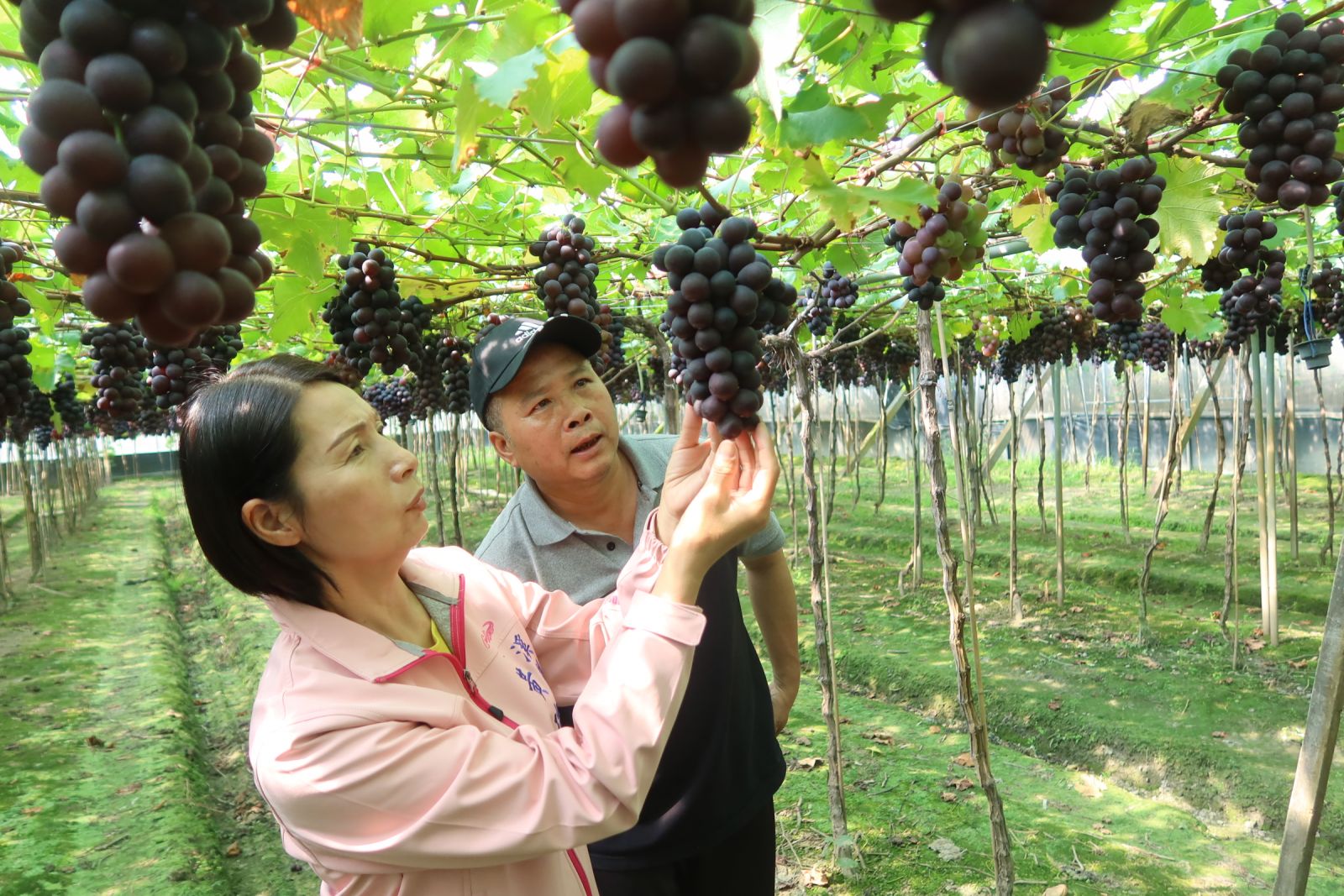 影／溪湖早春葡萄搶「鮮」上市　果粒碩大、汁多味美甜度高 - https://www.watchmedia01.com