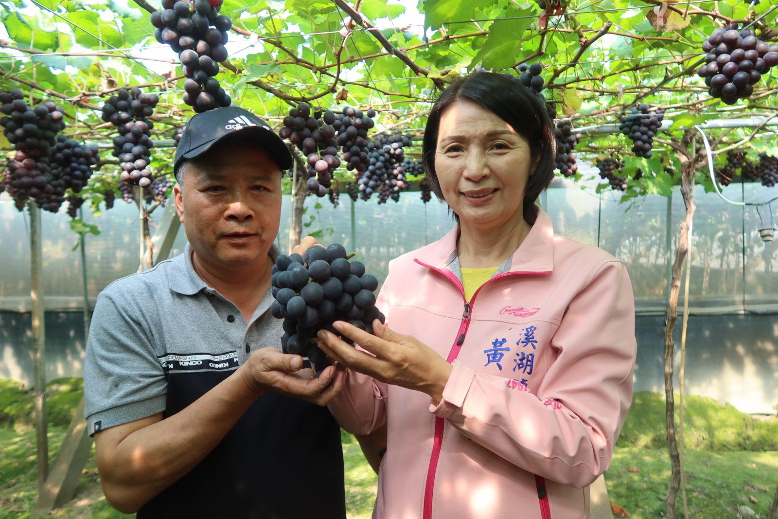 影／溪湖早春葡萄搶「鮮」上市　果粒碩大、汁多味美甜度高 - https://www.watchmedia01.com