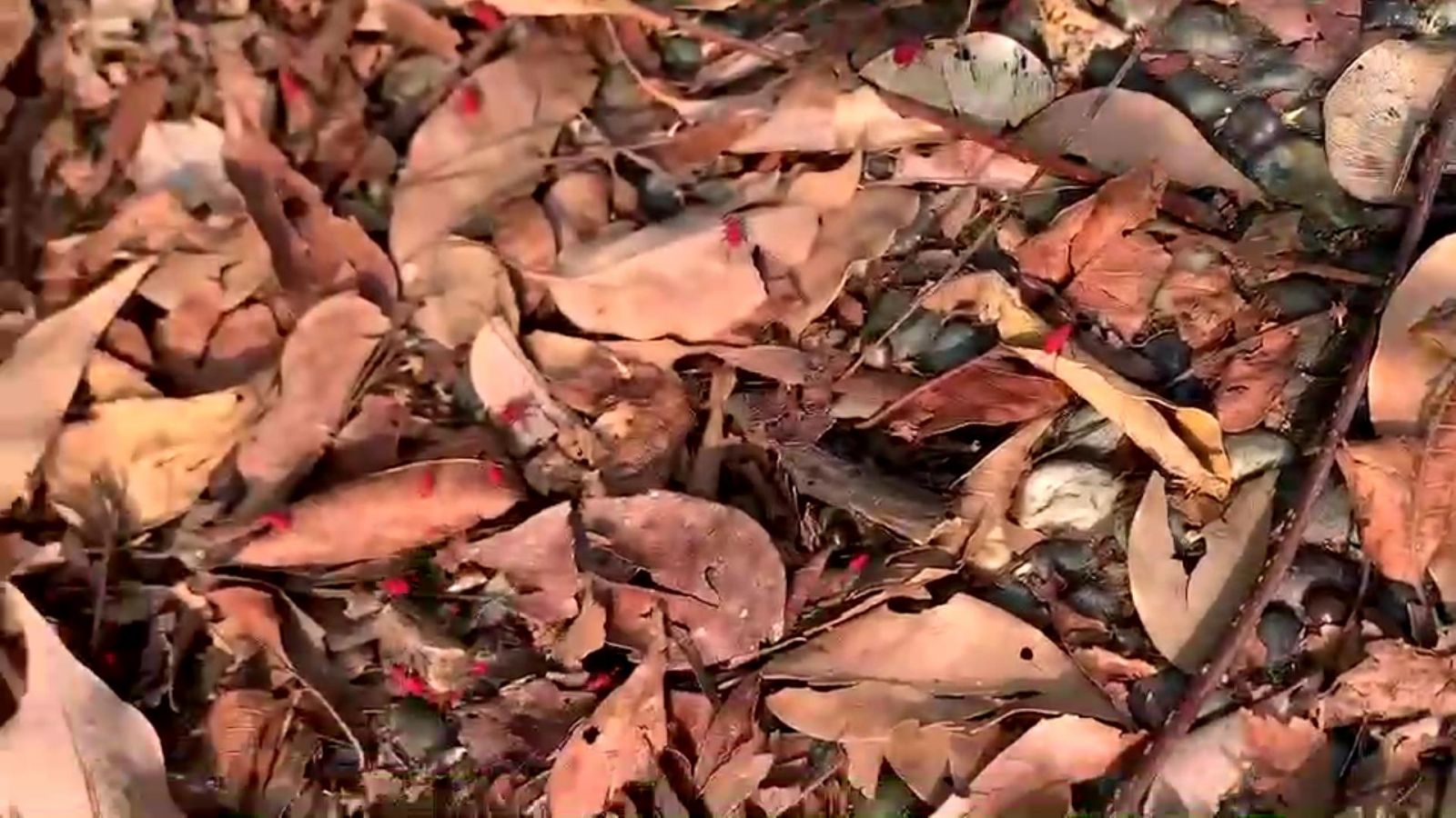 影／「紅姬緣椿象」引起民眾錯認是荔枝椿象成替死鬼 - https://www.watchmedia01.com