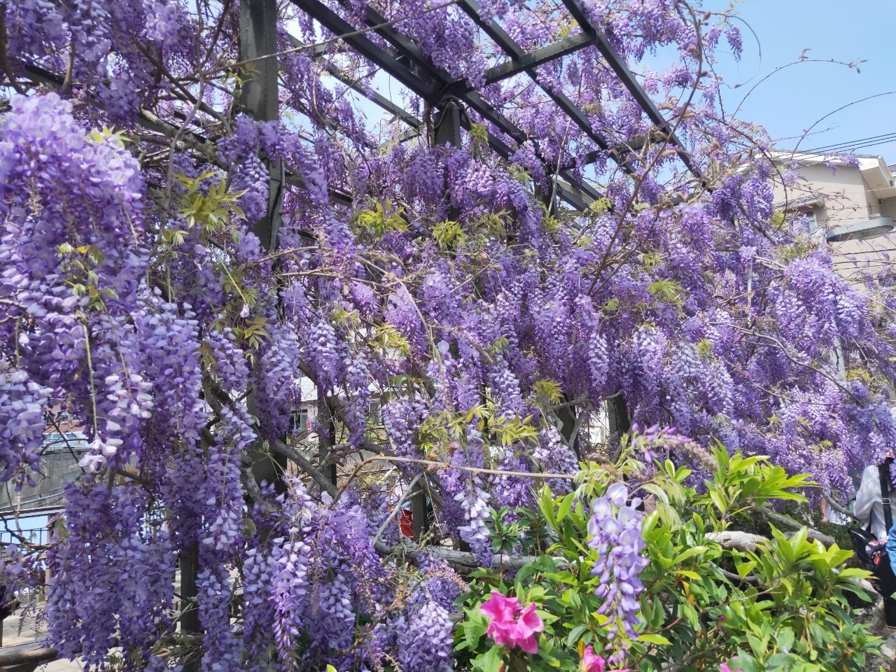 瑞里紫色山城夢幻花開 鬼滅之刃紫藤花瀑經典重現 - https://www.watchmedia01.com