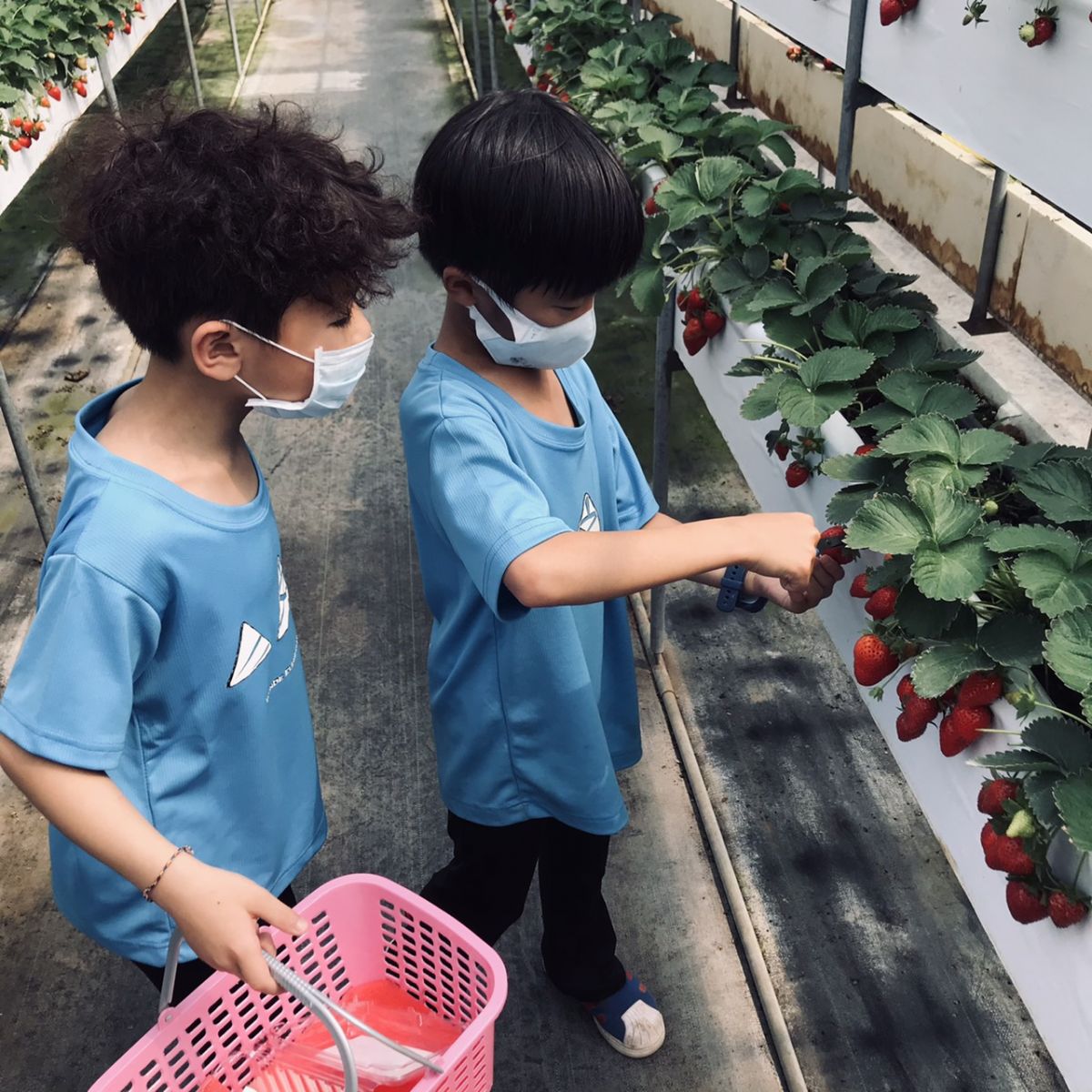 影／文德國小戶外教學　採草莓經驗鮮　歡樂渡過「莓」好時光 - https://www.watchmedia01.com