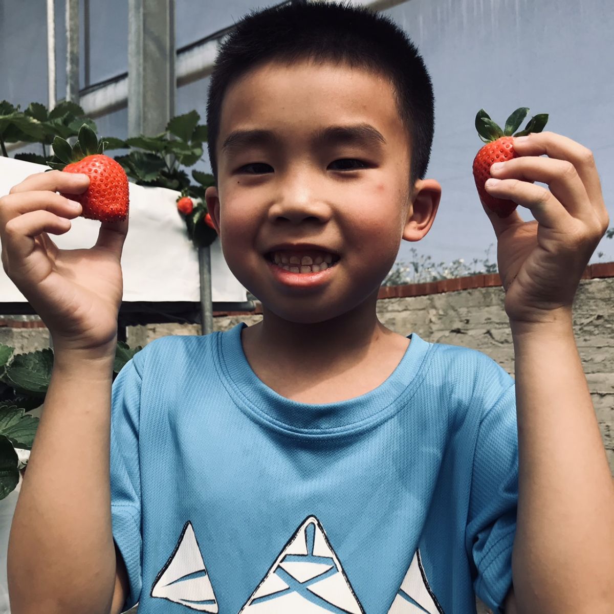 影／文德國小戶外教學　採草莓經驗鮮　歡樂渡過「莓」好時光 - https://www.watchmedia01.com