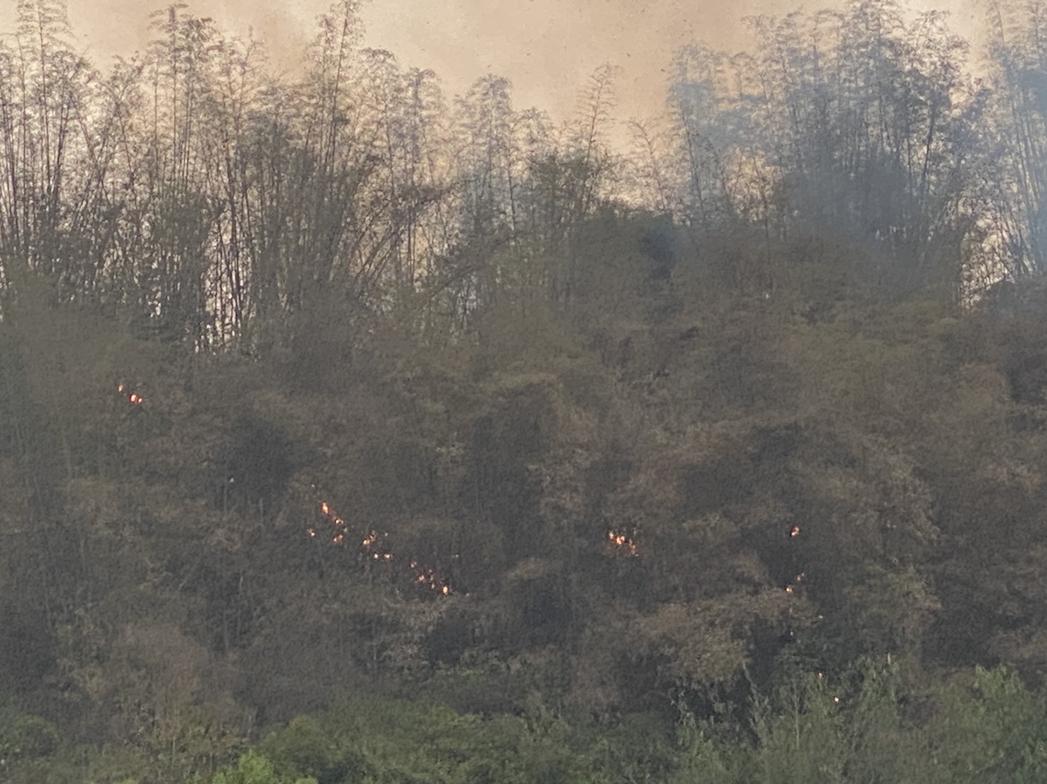 直擊／《高雄火燒山》警消搶救飽受「黑蚊叮咬＋穿越刺竹惡地」　民怨：搶救不易　放火者落跑真缺德 - https://www.watchmedia01.com