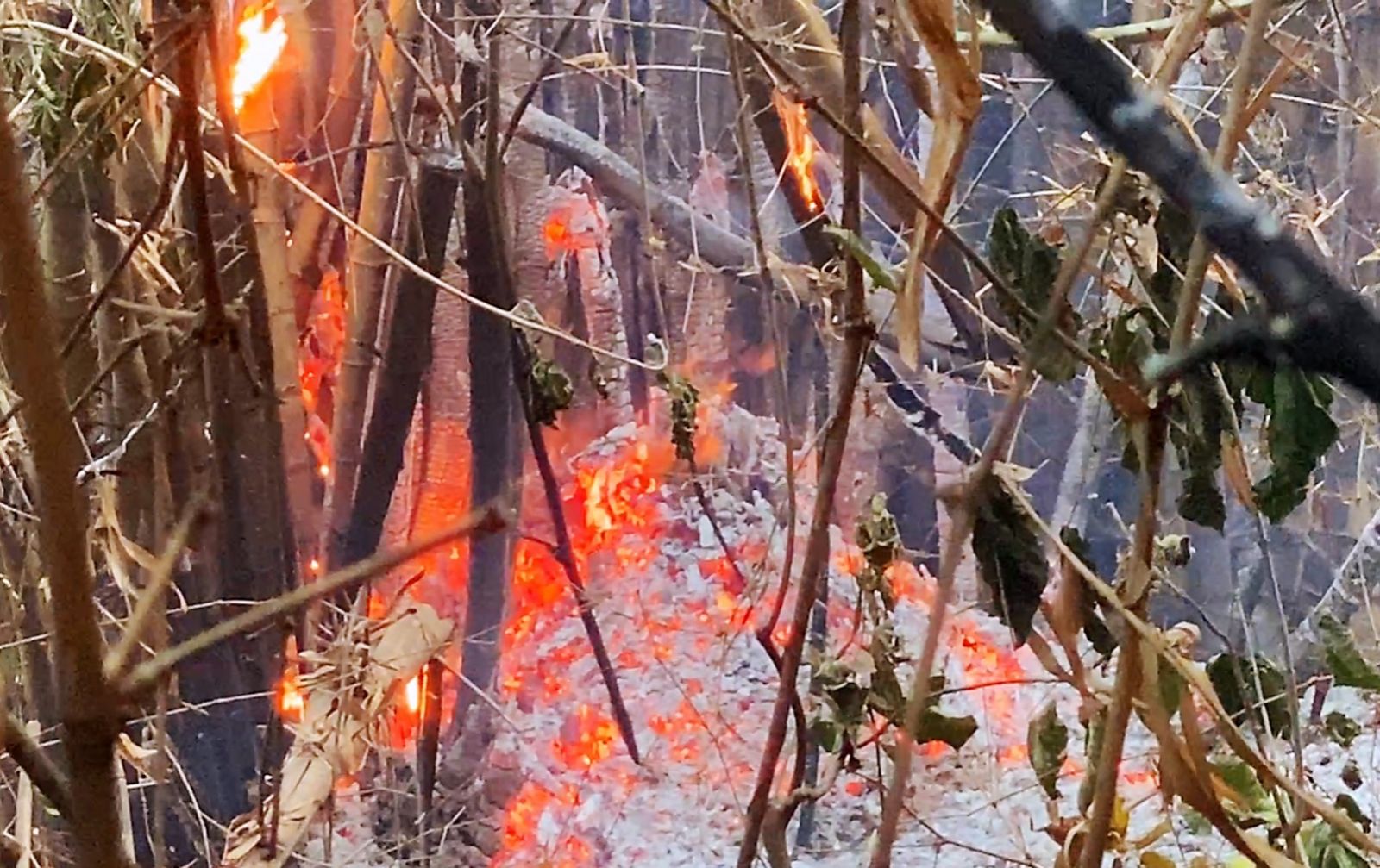 直擊／《高雄火燒山》警消搶救飽受「黑蚊叮咬＋穿越刺竹惡地」　民怨：搶救不易　放火者落跑真缺德 - https://www.watchmedia01.com