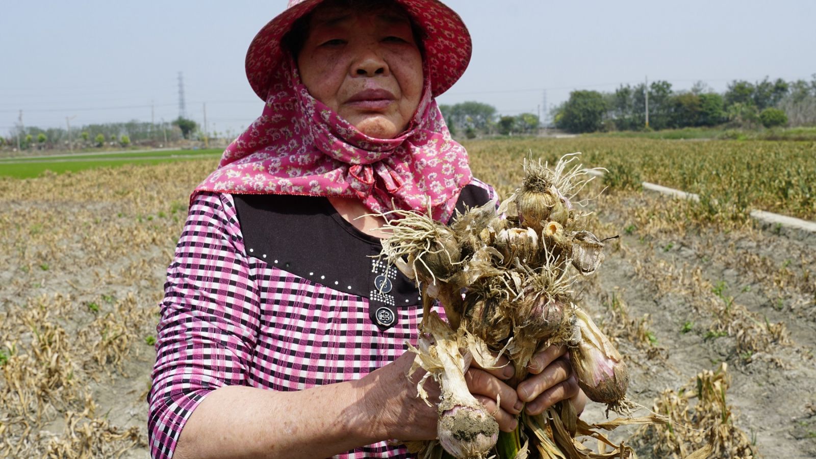 影／大蒜乾枯萎凋採收泡湯　蒜農血本無歸哀痛不已 - https://www.watchmedia01.com
