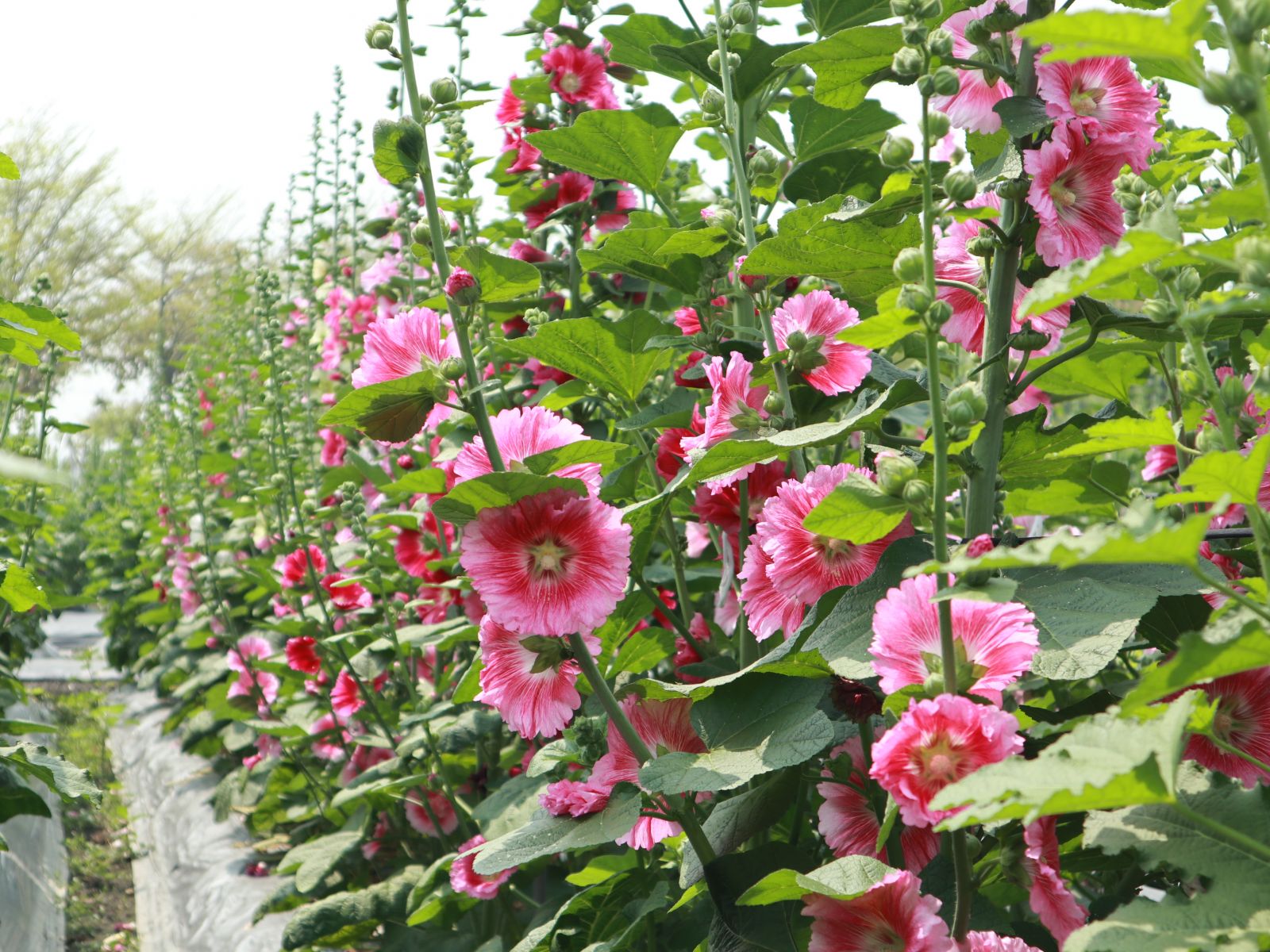 影／偽出國！員林蜀葵花季　萬紫千紅重現蜀葵花迷宮 - https://www.watchmedia01.com