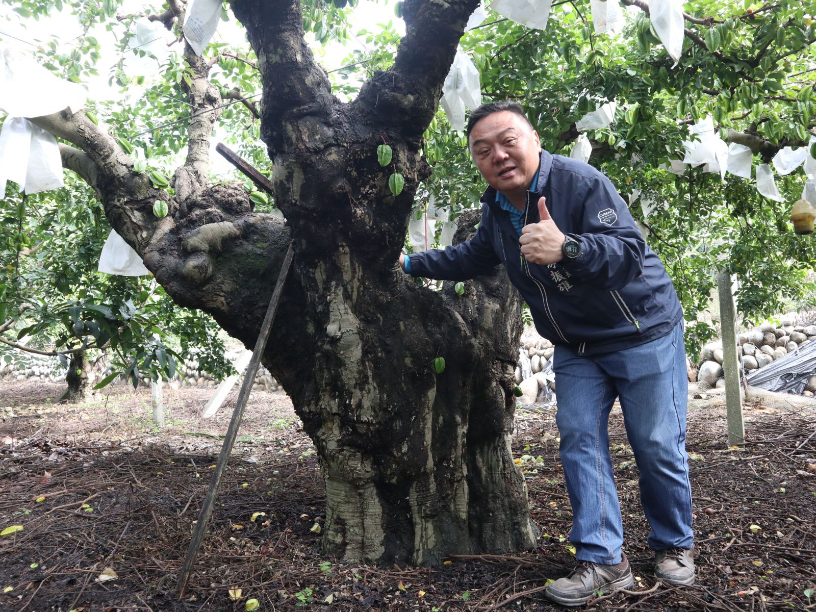 百年楊桃樹正值產季　肉質細嫩鮮甜多汁 - https://www.watchmedia01.com