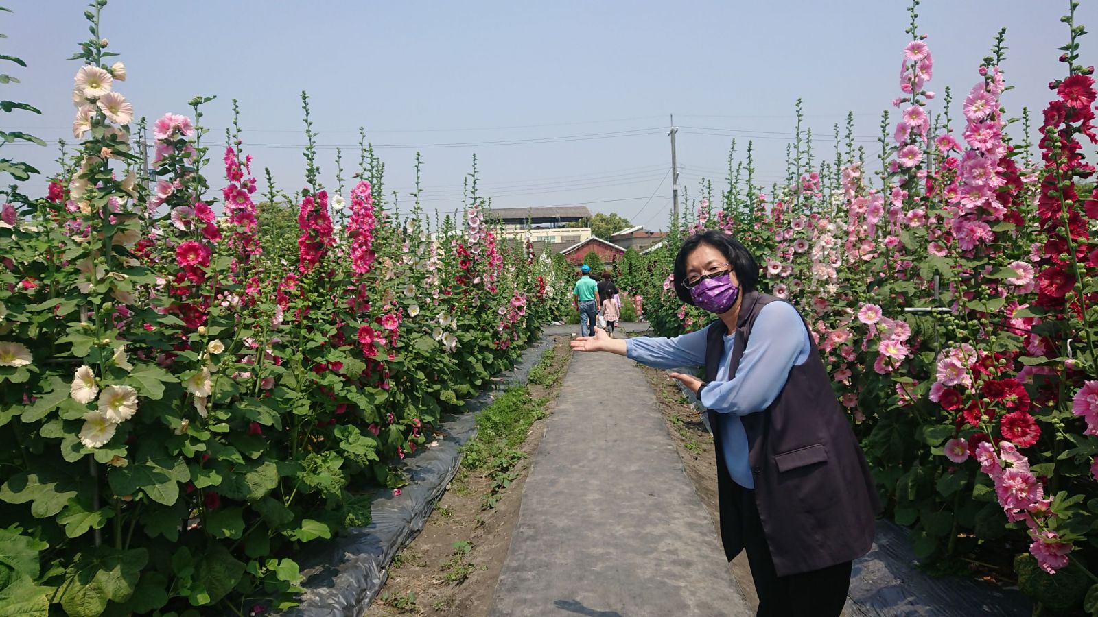 影／挺美！員林市蜀葵花季　萬紫千紅的蜀葵花綻放 - https://www.watchmedia01.com