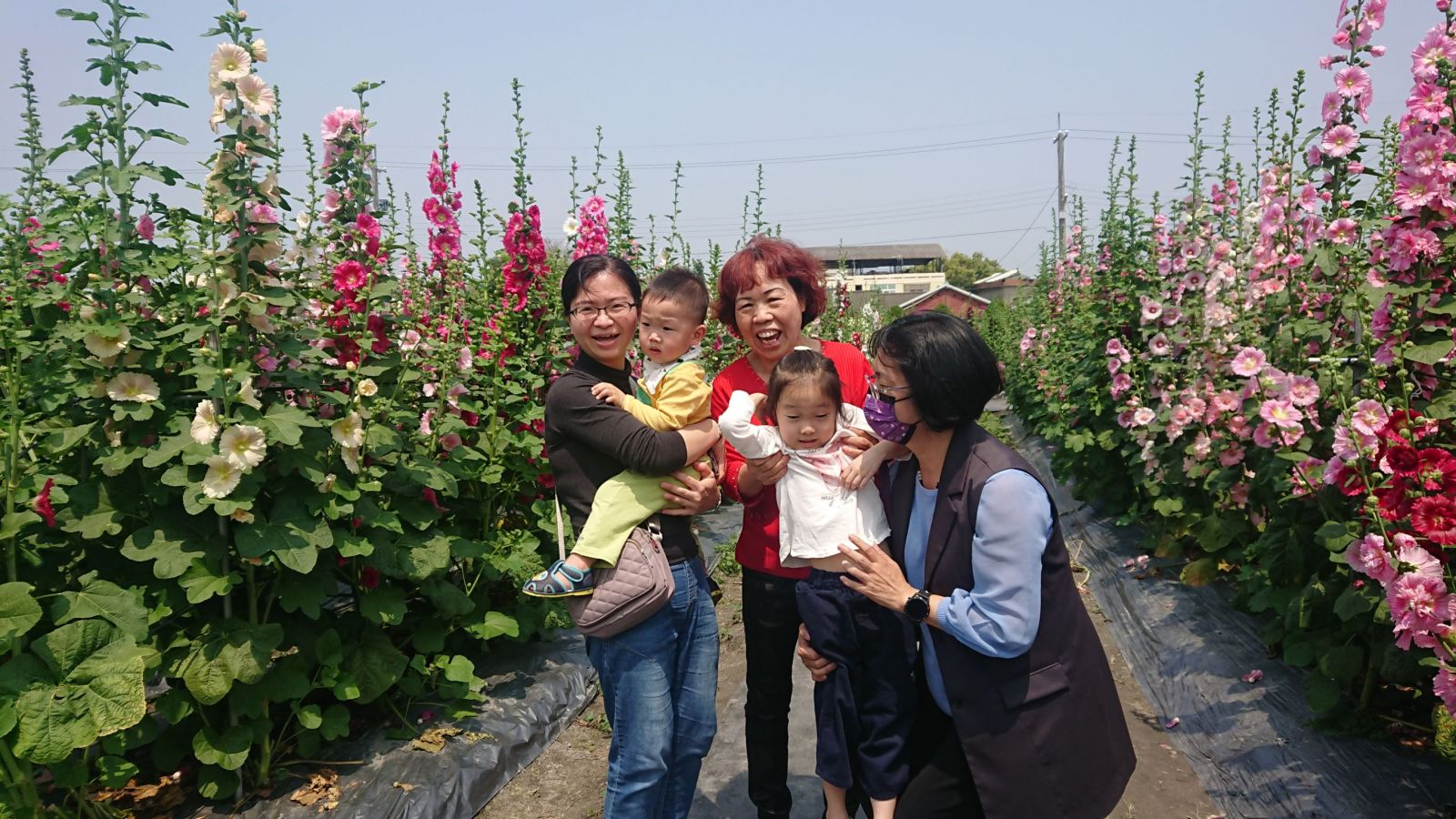 影／挺美！員林市蜀葵花季　萬紫千紅的蜀葵花綻放 - https://www.watchmedia01.com