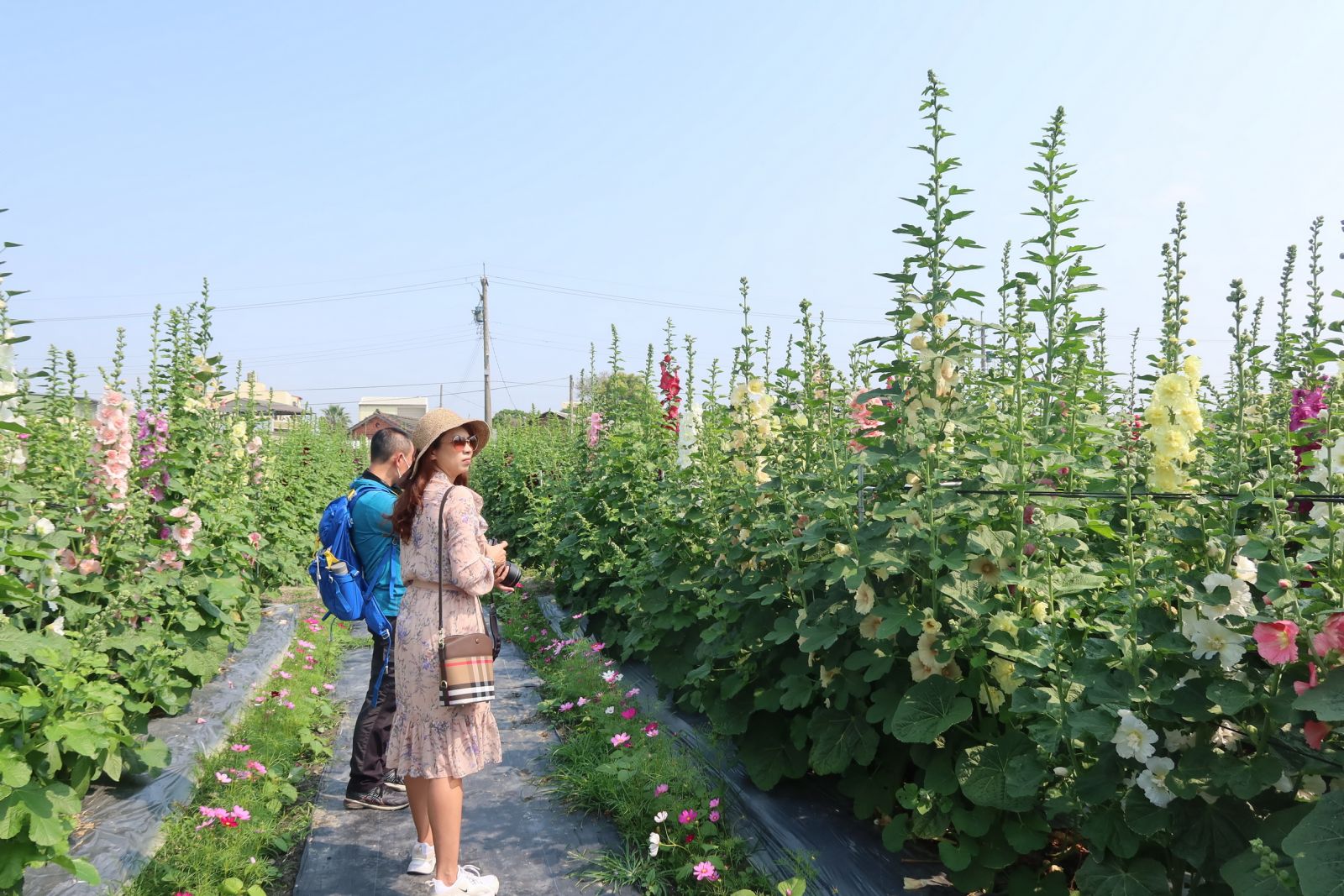 影／挺美！員林市蜀葵花季　萬紫千紅的蜀葵花綻放 - https://www.watchmedia01.com