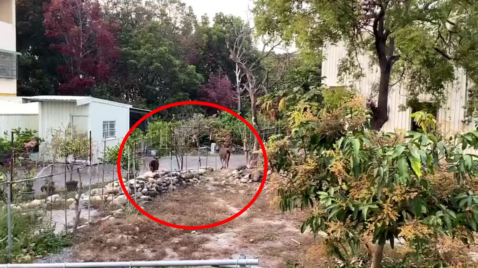 影／水鹿奇遇記！八卦山區中央嶺步道　水鹿母子倆果園覓食 - https://www.watchmedia01.com