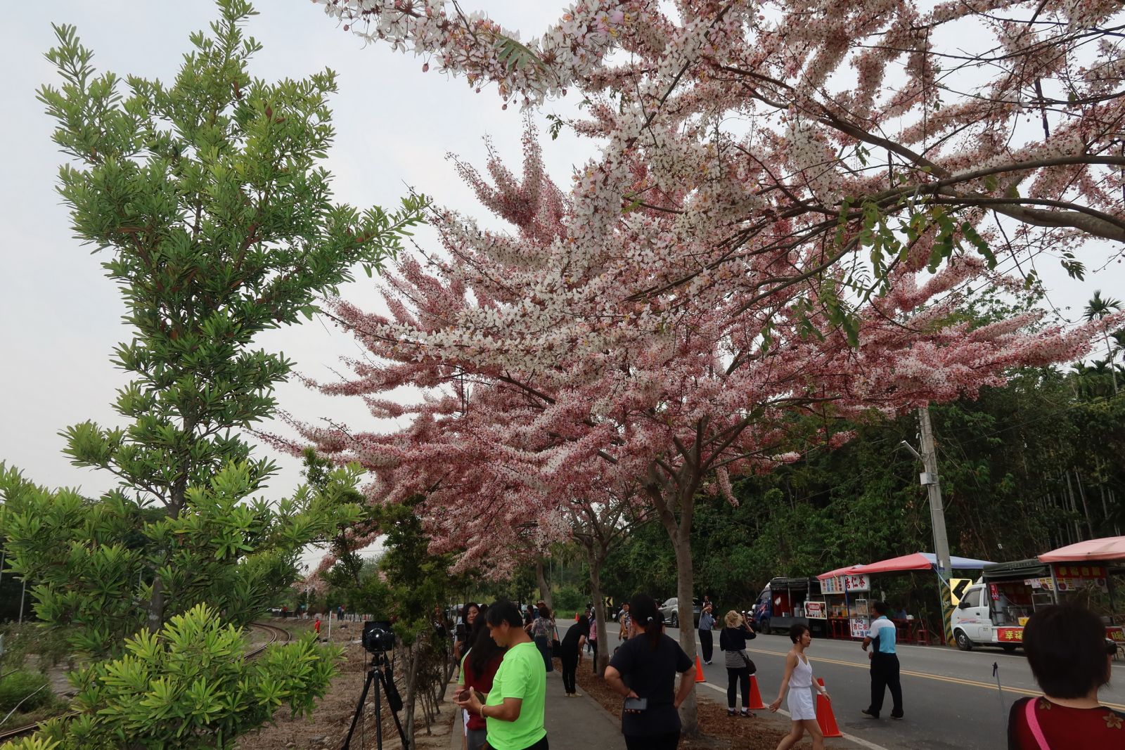 影／賞花秘境！小火車呼嘯而過飄下粉紅雨 - https://www.watchmedia01.com