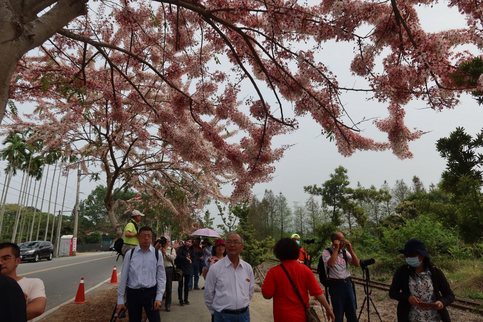 影／賞花秘境！小火車呼嘯而過飄下粉紅雨 - https://www.watchmedia01.com