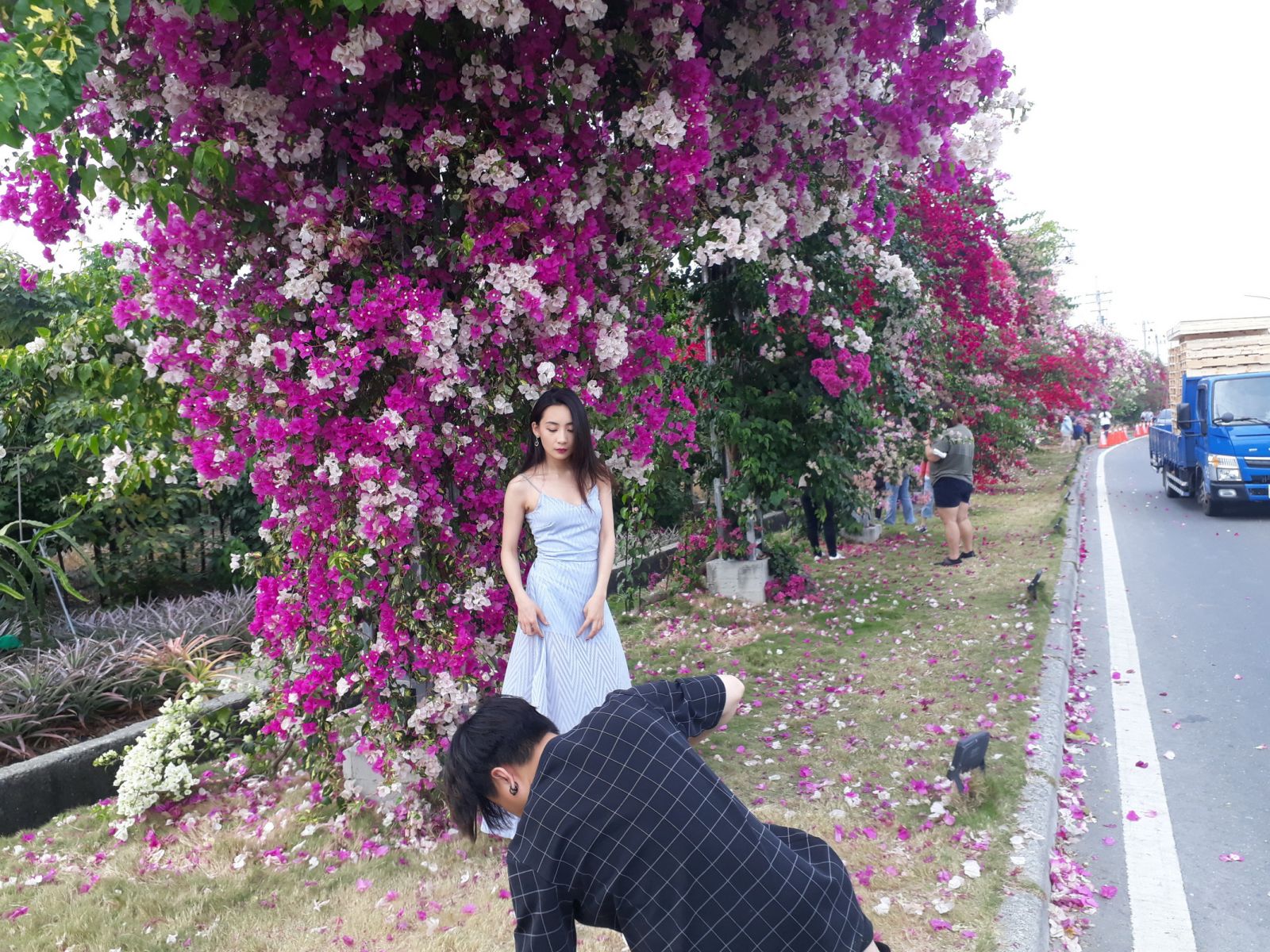 影／九重葛花況大爆發　田中小鎮驚豔九重葛花牆 - https://www.watchmedia01.com