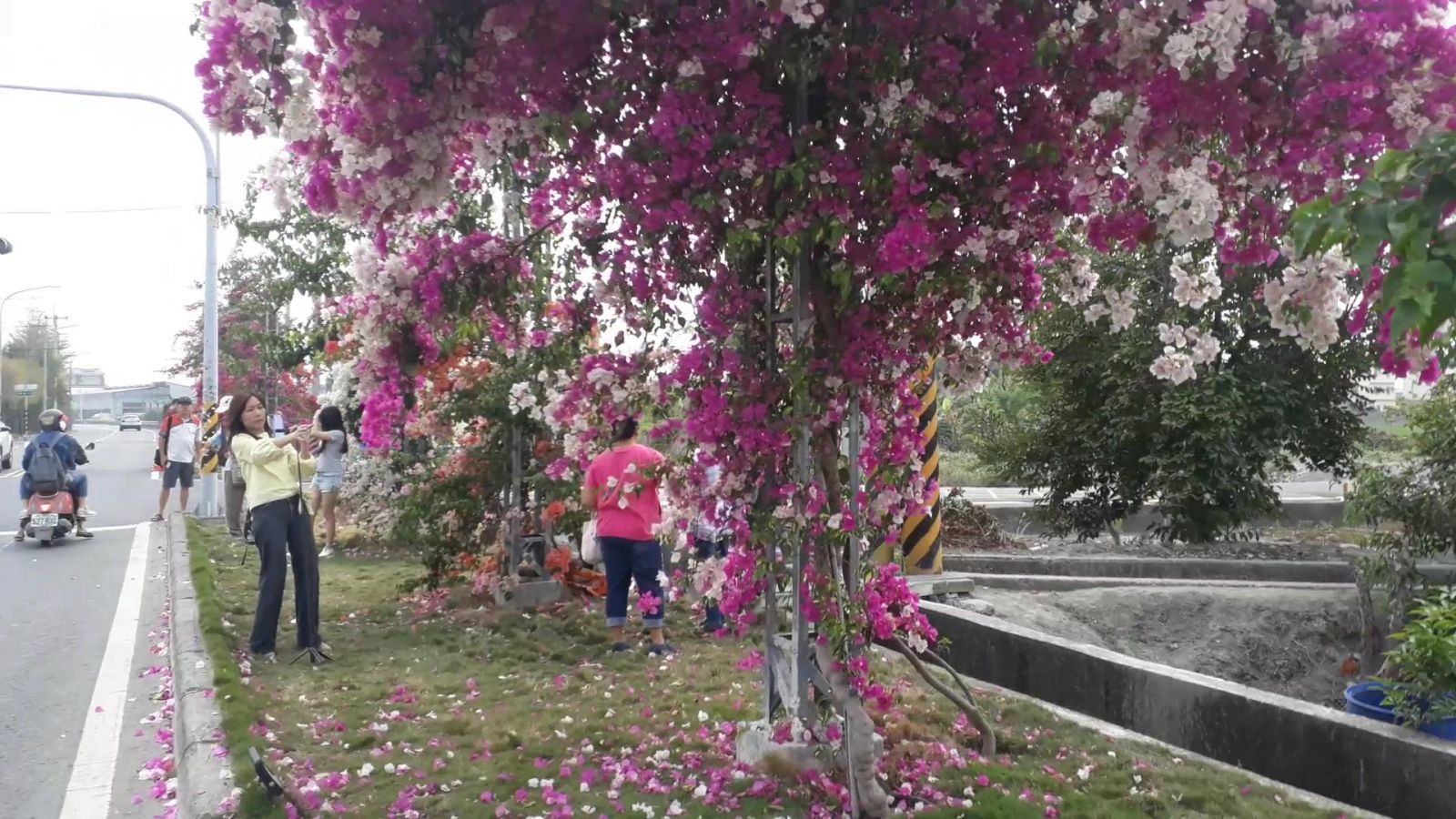 影／九重葛花況大爆發　田中小鎮驚豔九重葛花牆 - https://www.watchmedia01.com