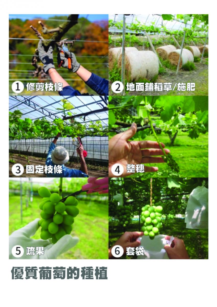 影／尋找與縣長王惠美上電視行銷彰化葡萄高手　0409同框 - https://www.watchmedia01.com