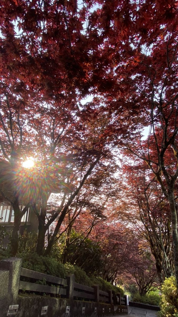 春天賞楓紅！ 太平山另類美景 - https://www.watchmedia01.com
