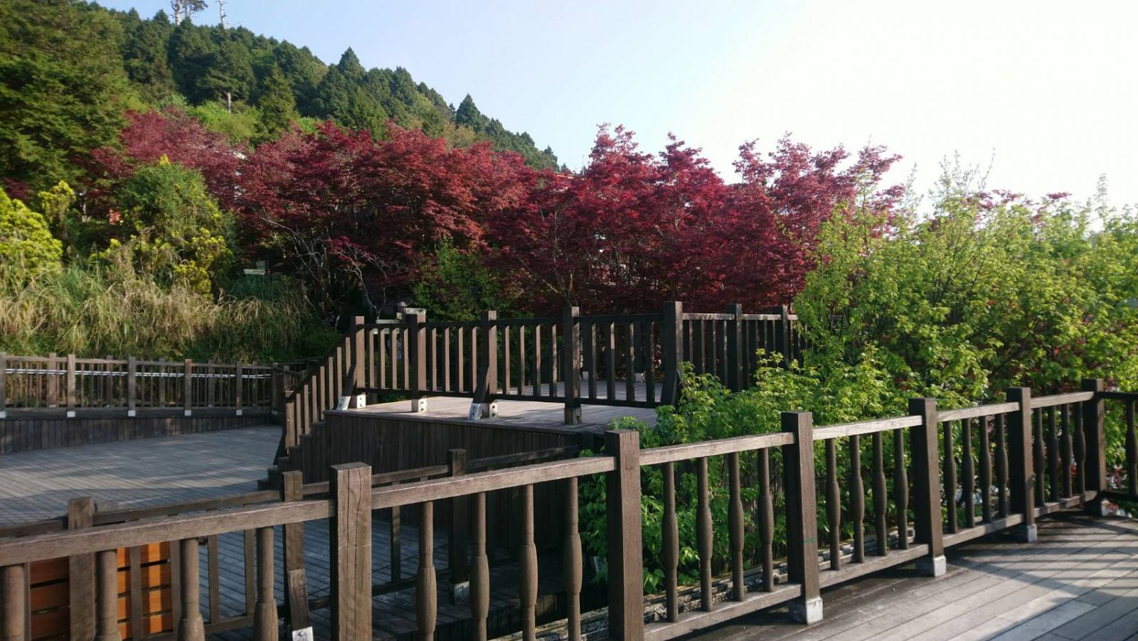春天賞楓紅！ 太平山另類美景 - https://www.watchmedia01.com