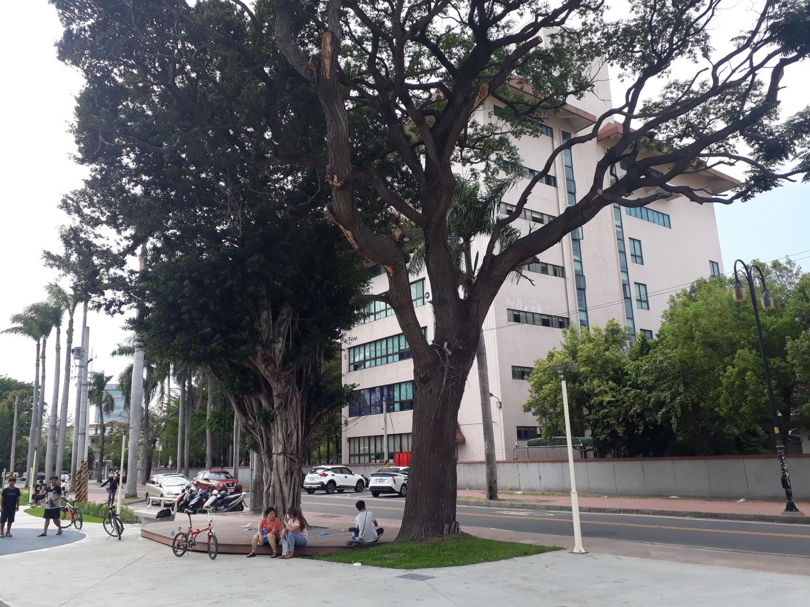 影／北斗興建玄璣公園　百年苦楝與榕樹成公園守護神 - https://www.watchmedia01.com