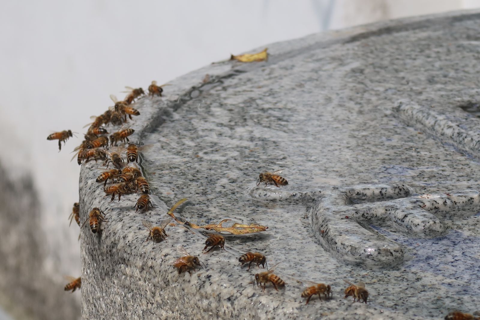 影／神奇湧泉不間斷　清水岩寺甘露泉招蜂來喝水 - https://www.watchmedia01.com