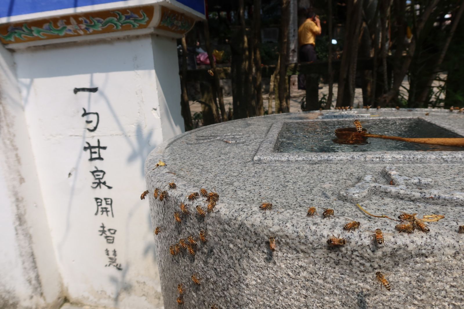 影／神奇湧泉不間斷　清水岩寺甘露泉招蜂來喝水 - https://www.watchmedia01.com