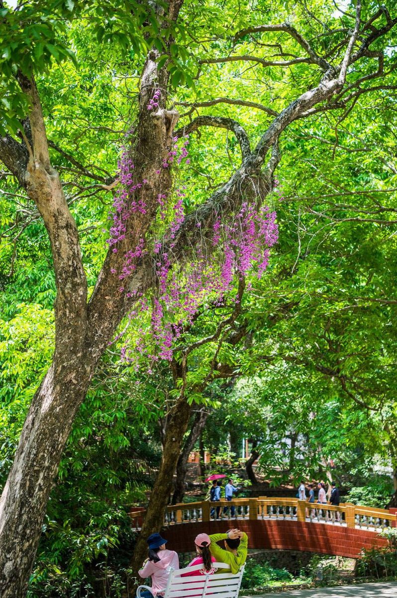嘉義公園石斛蘭盛開 垂吊花瀑賞心悅目 - https://www.watchmedia01.com