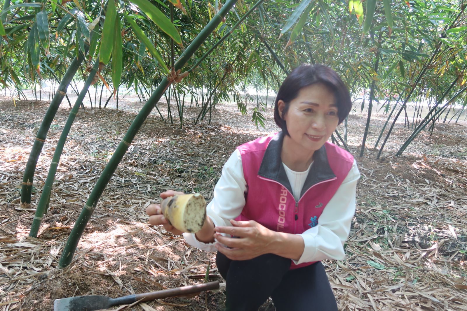 影／想吃新鮮美味綠竹筍　溪湖平地生產甘甜清脆如水梨 - https://www.watchmedia01.com