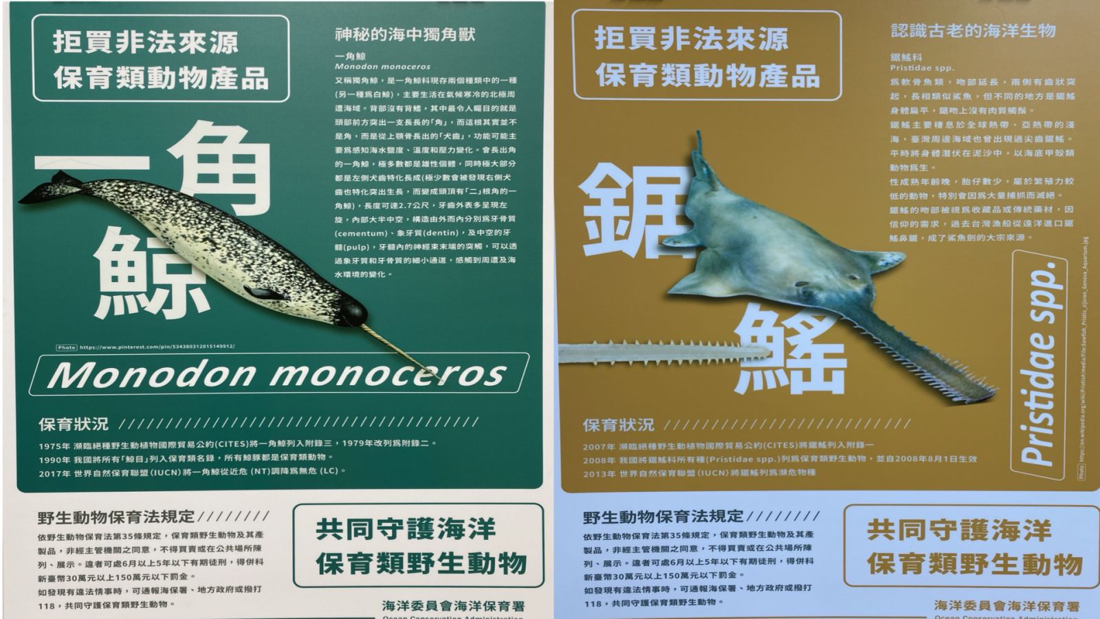 海巡破獲國內最大宗販售鯊魚劍、一角鯨牙 市價千萬 - https://www.watchmedia01.com
