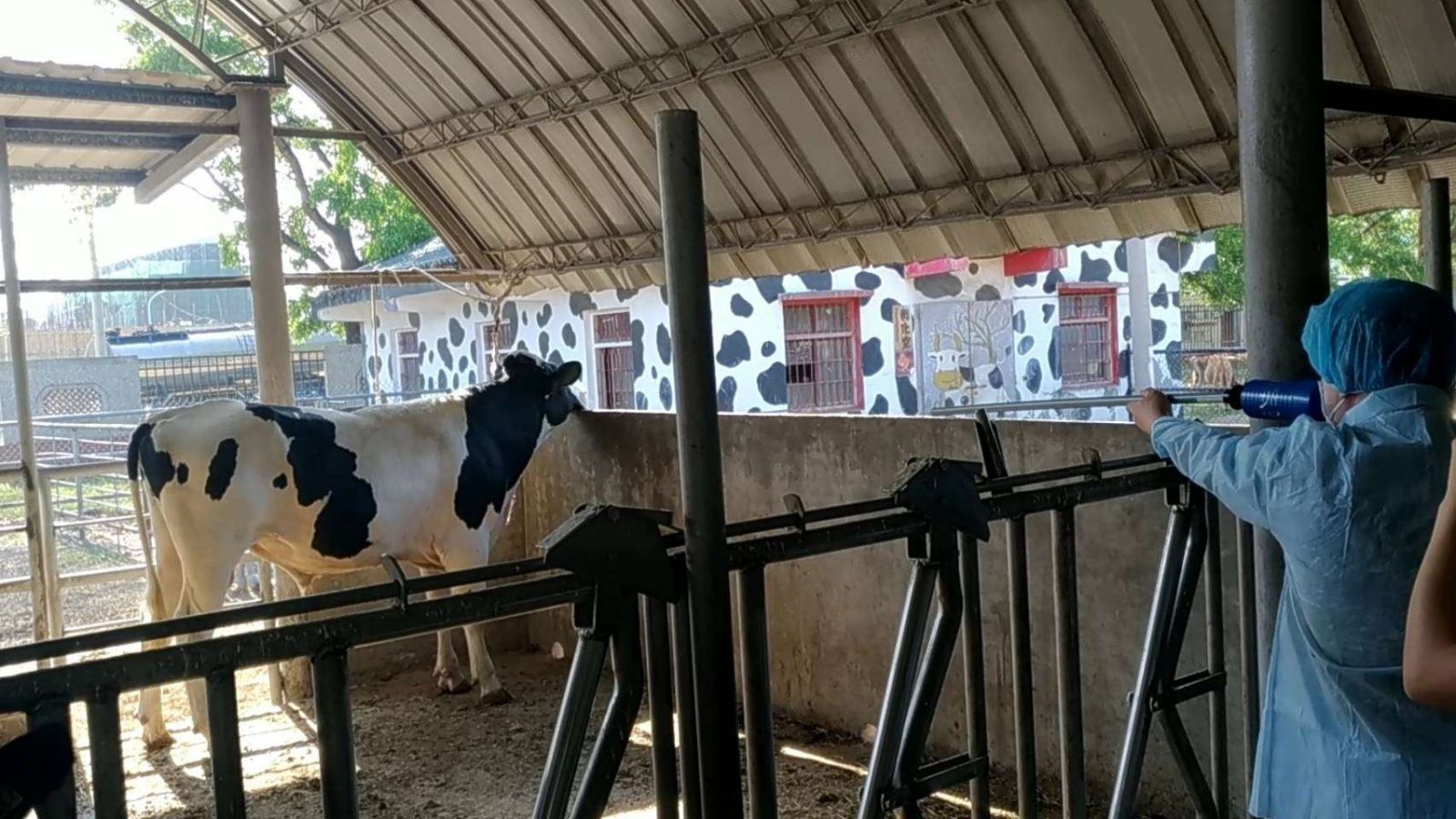 防範疫情牛結節疹疫苗抵台　雲縣啟動牛隻疫苗施打 - https://www.watchmedia01.com