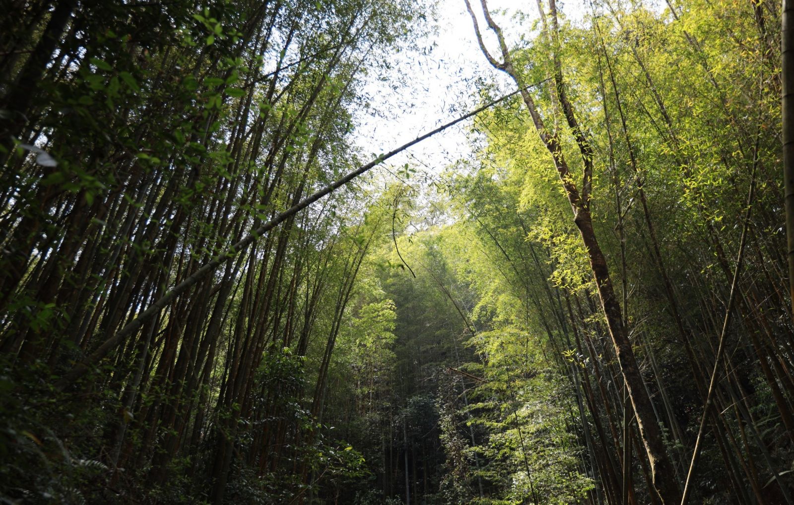 草嶺石壁抗空污森呼吸　打造雲林森林療育基地 - https://www.watchmedia01.com