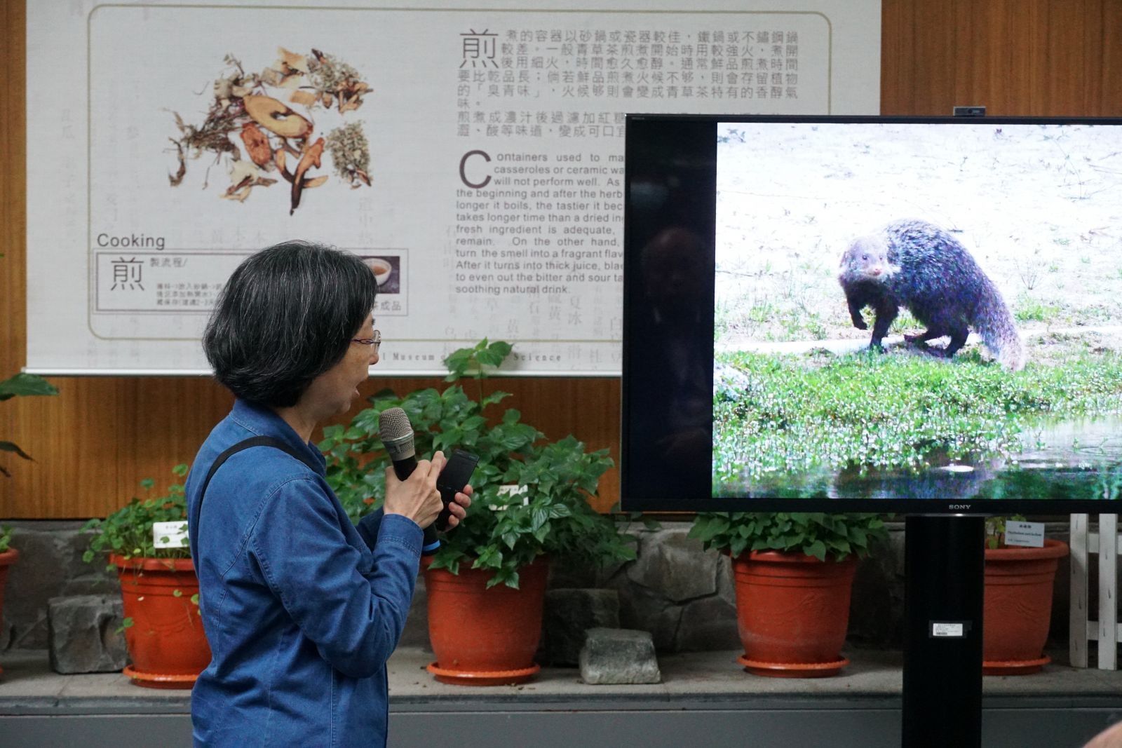 嬌客現蹤　食蟹獴作客科博館三週後野放 - https://www.watchmedia01.com
