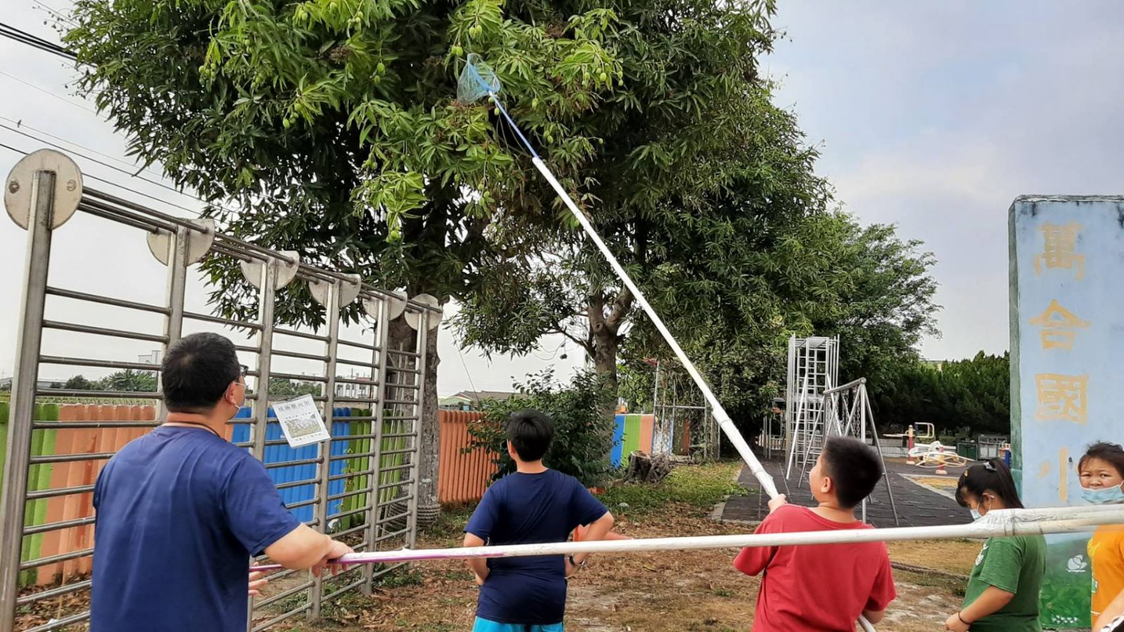 萬合國小學童槓芒果 體驗爸媽童年樂趣 - https://www.watchmedia01.com